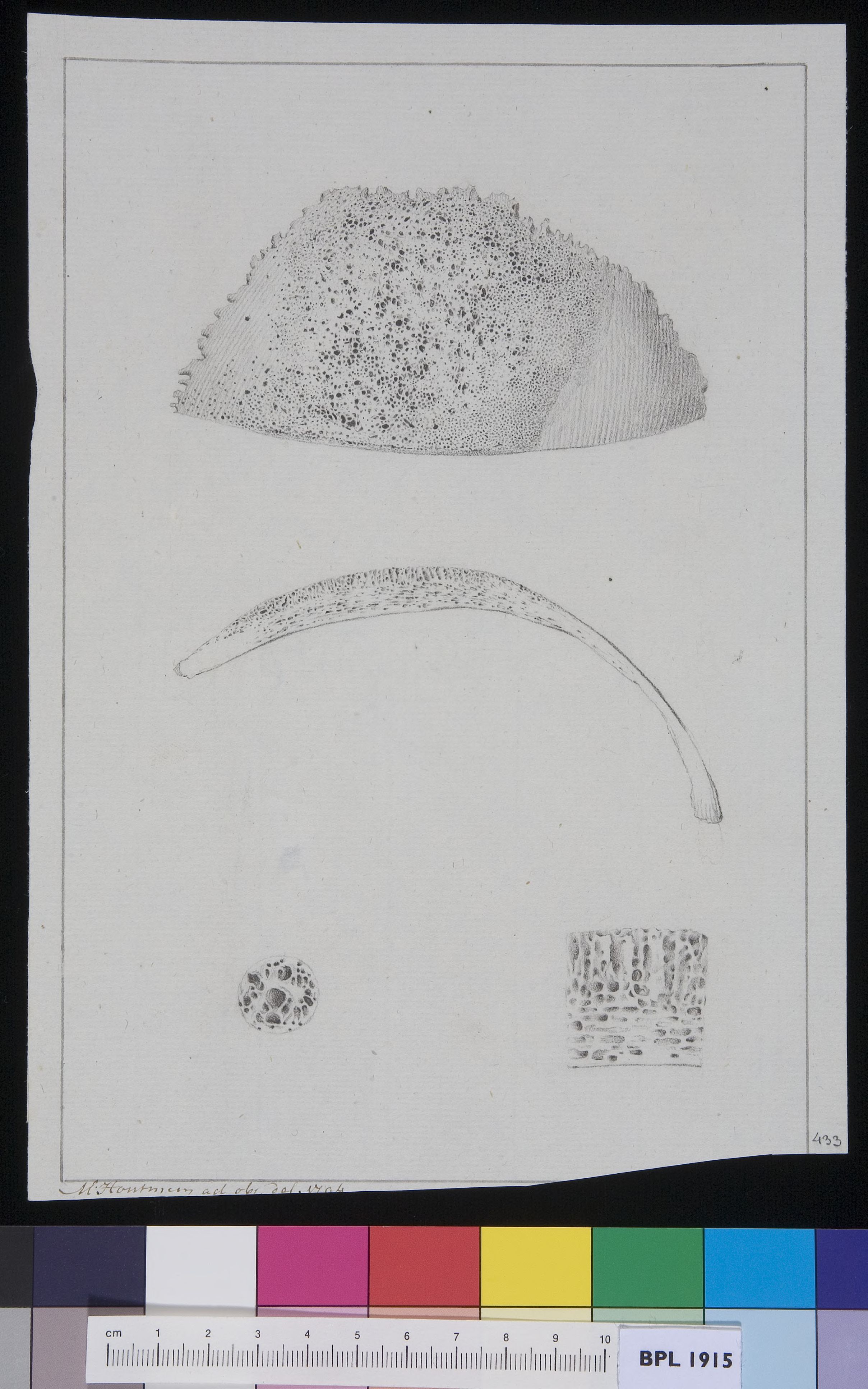 Patella