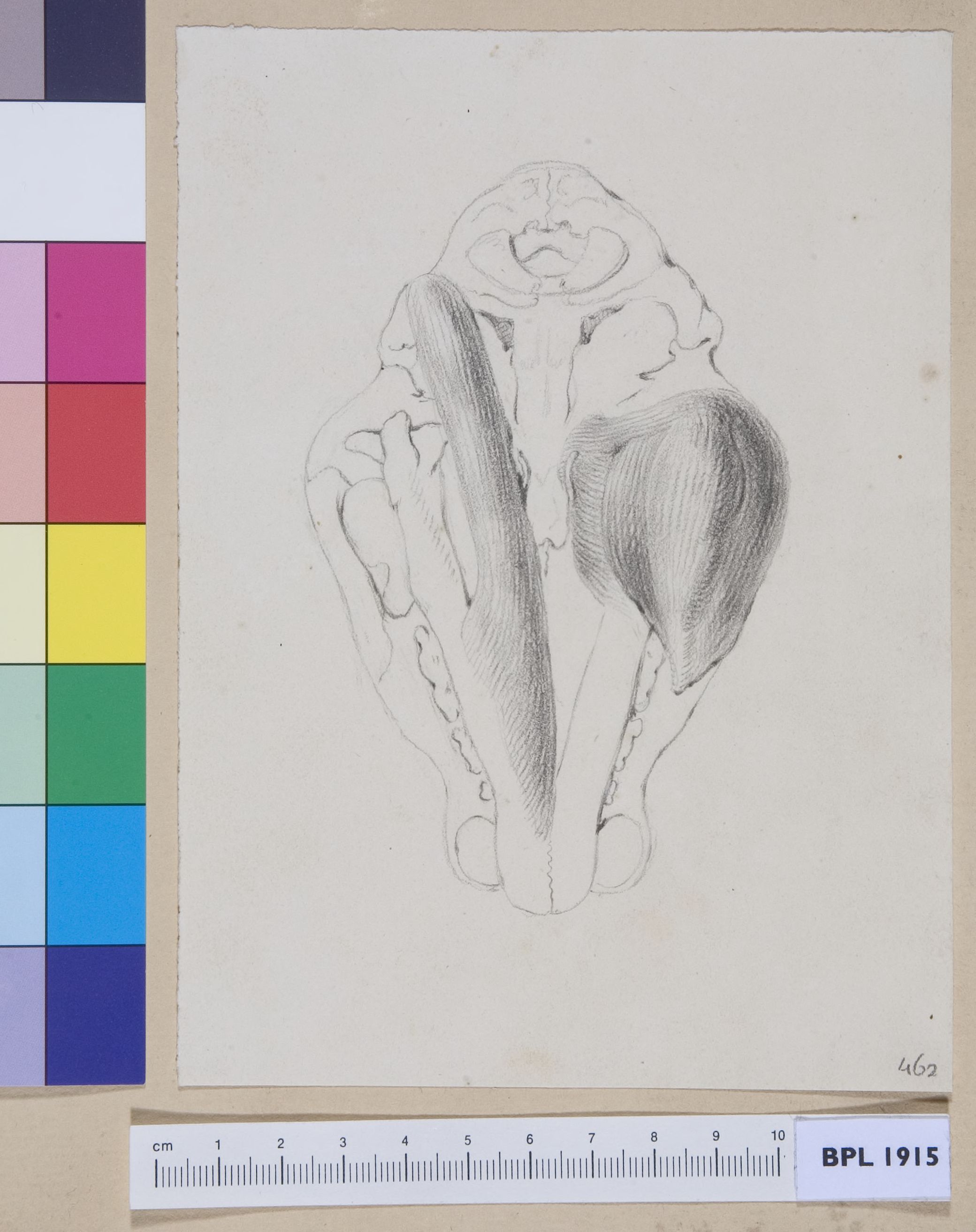 Animal's skull (tiger?) seen from below (design for a publication)
