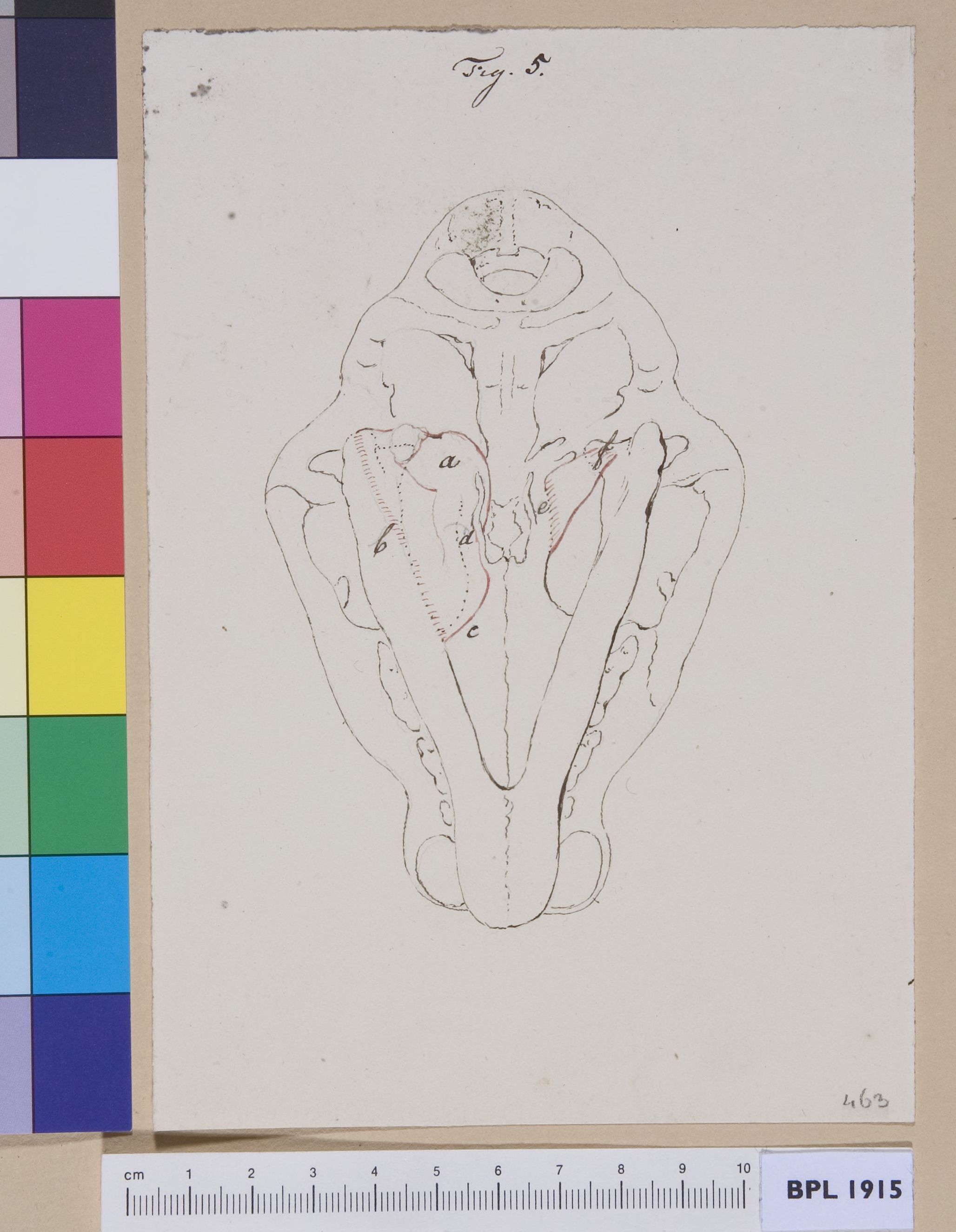 Animal's skull (tiger?) seen from below (design for a publication)