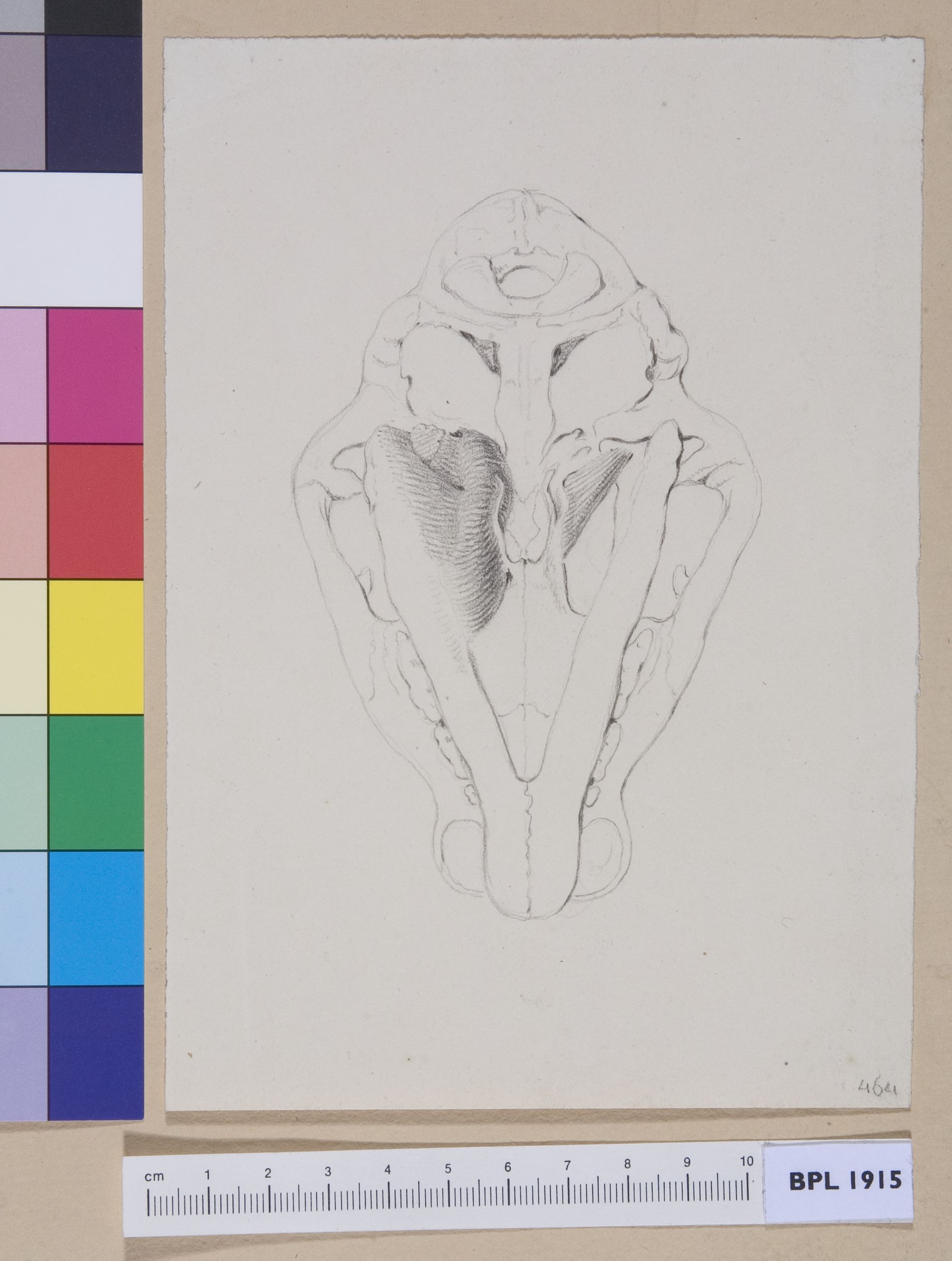 Animal's skull (tiger?) seen from below (design for a publication)