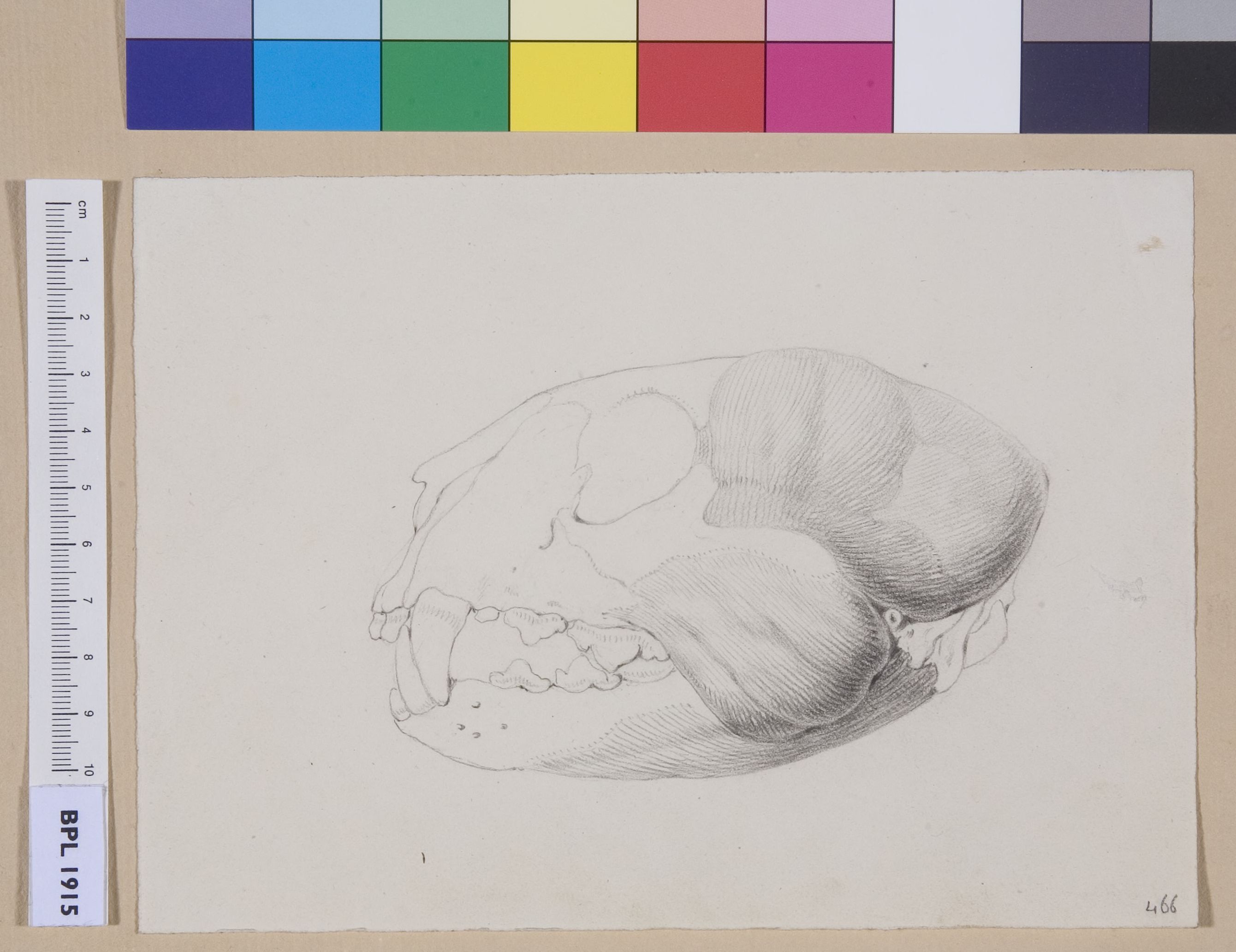 Animal's skull (tiger?), lateral view (design for a publication)