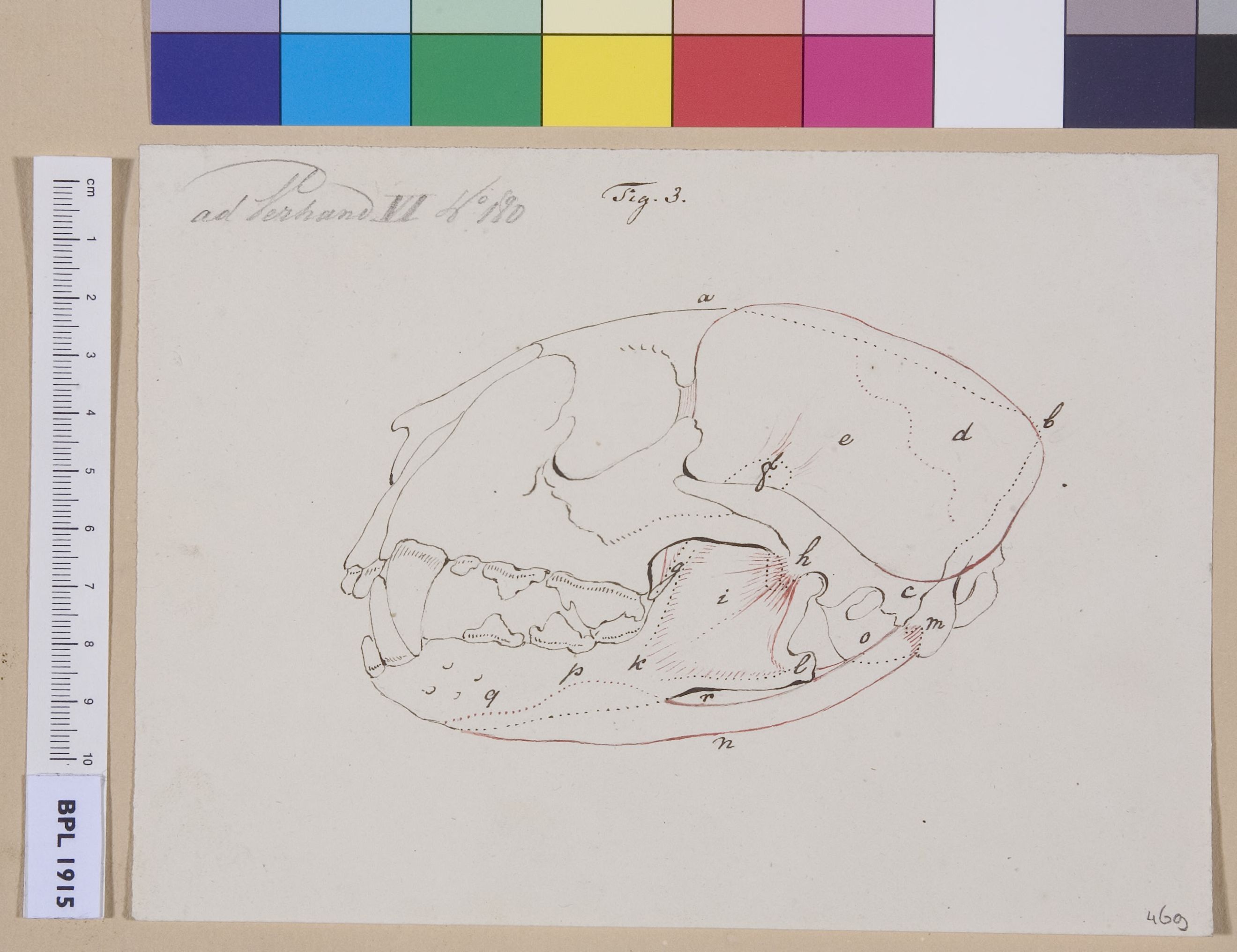 Animal's skull (tiger?), lateral view (design for a publication)