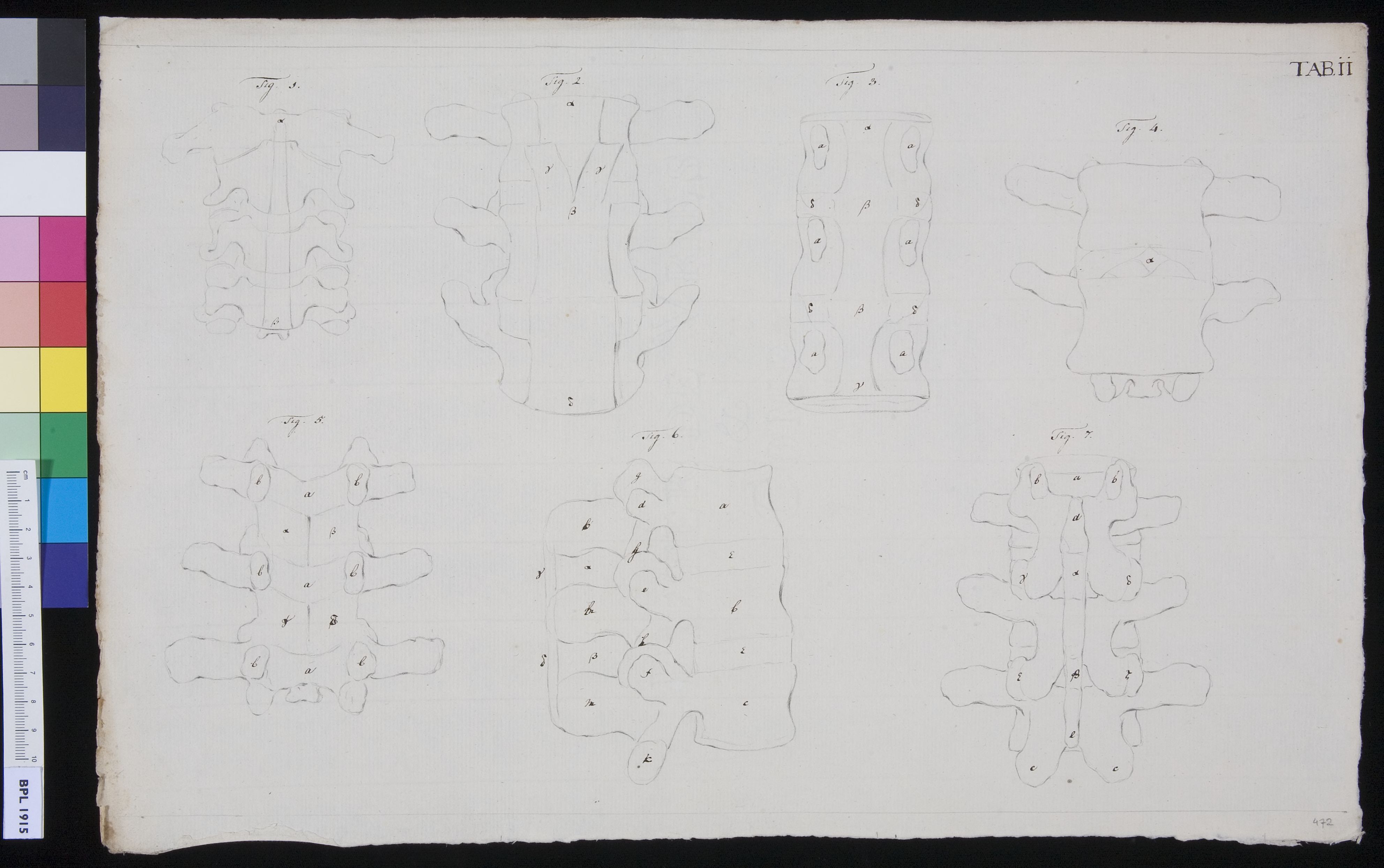 Vertebrae (design for a publication)