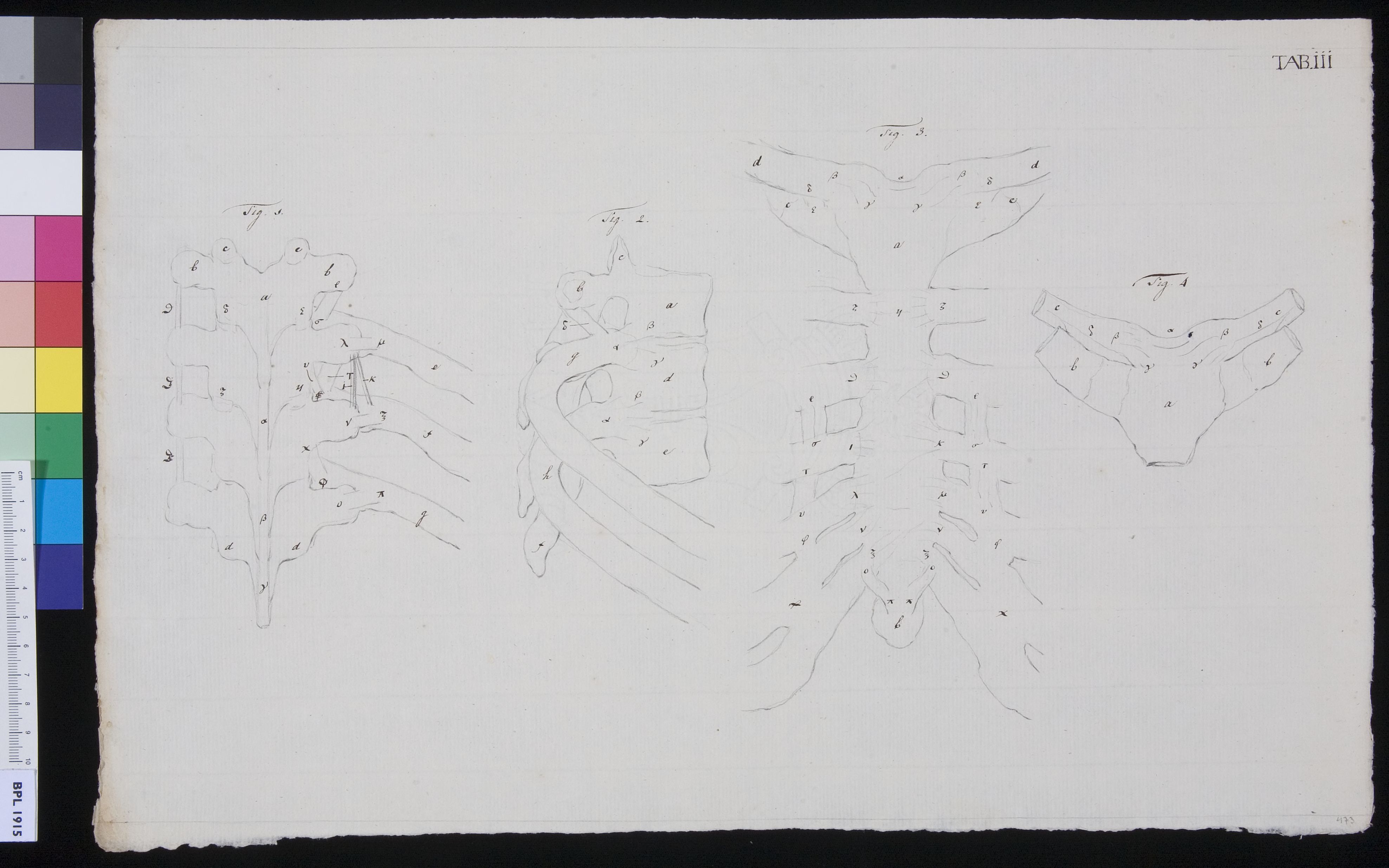Vertebrae and ribs (design for a publication)