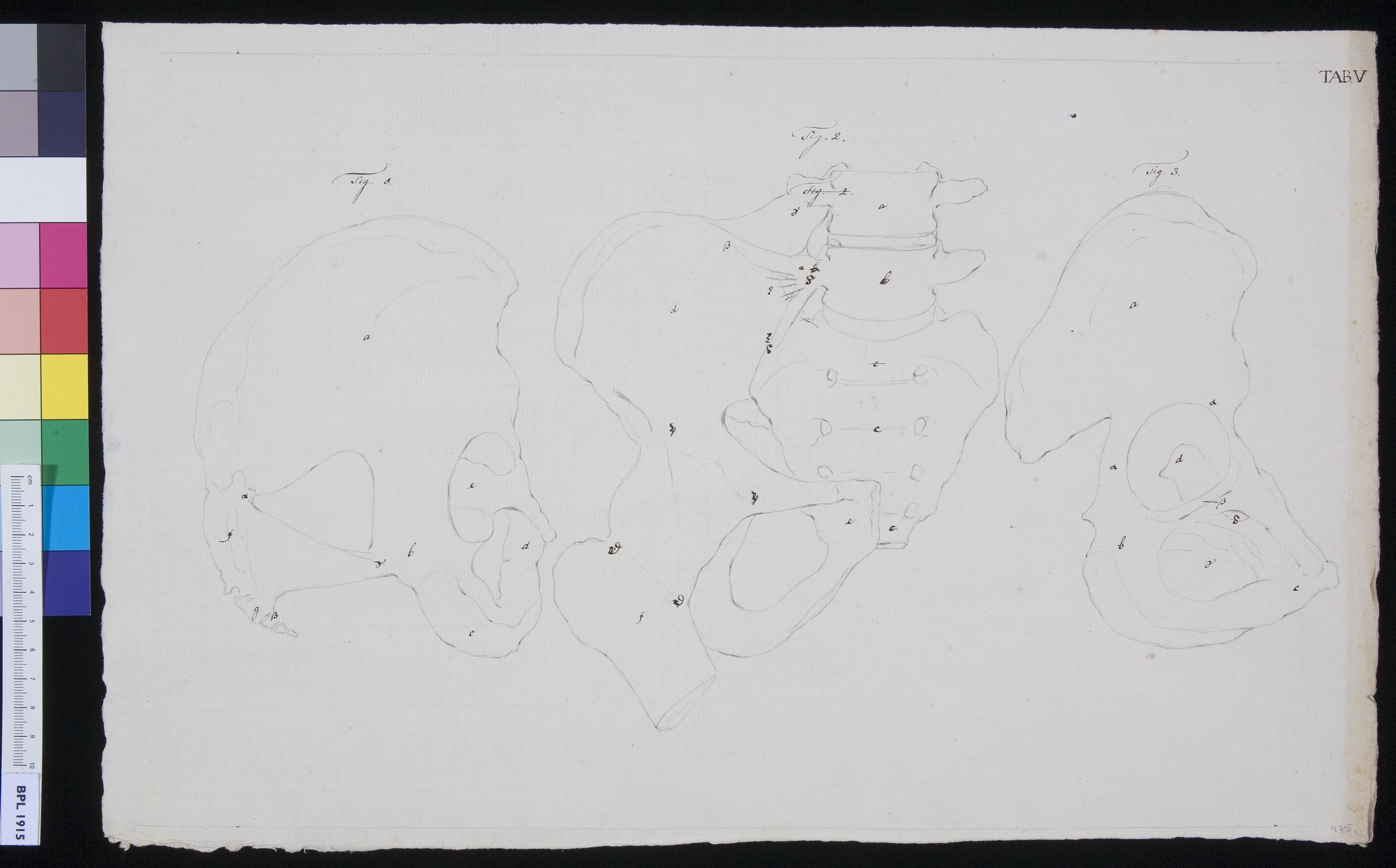 Pelvis (design for a publication)