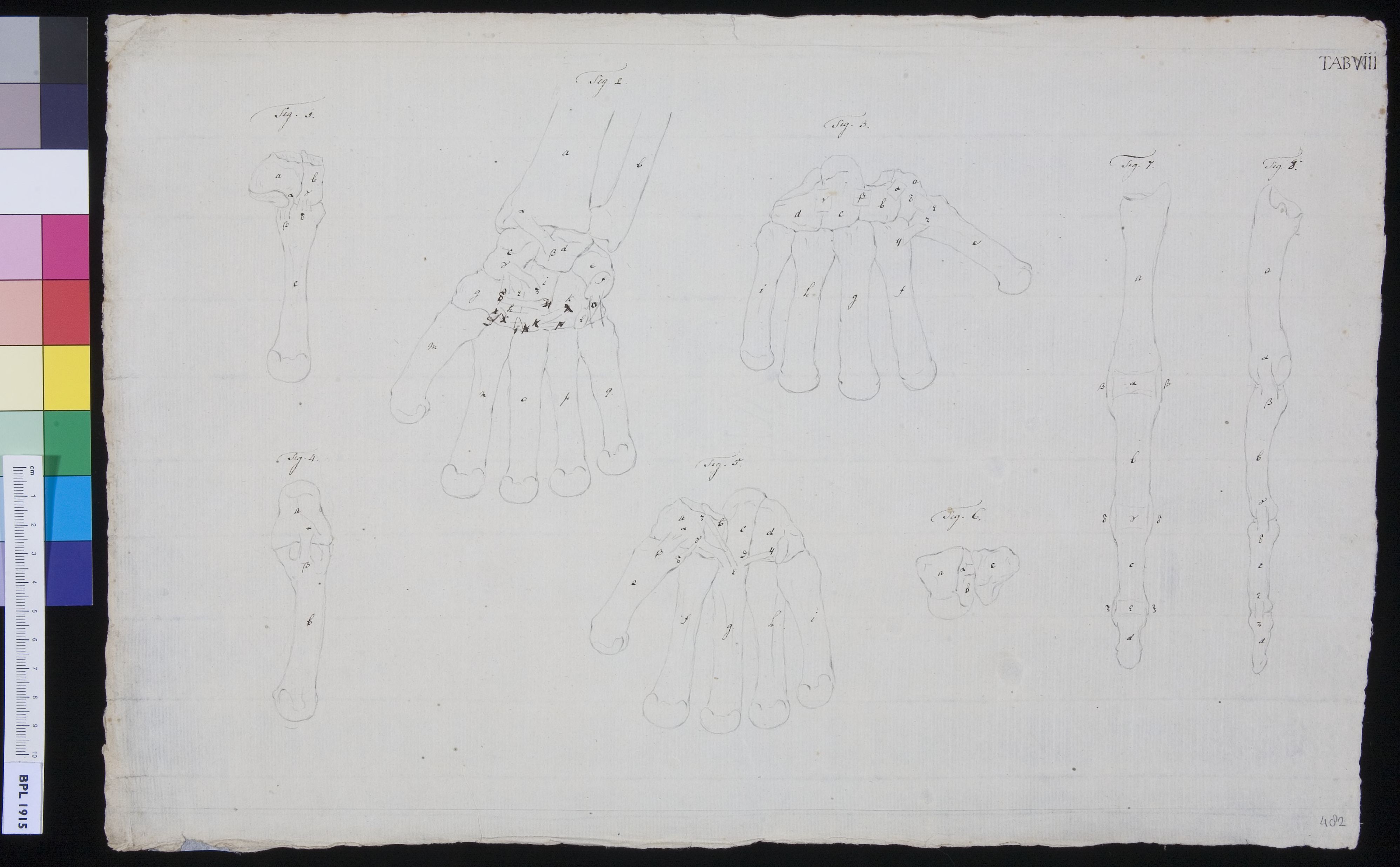 Bones of the hand (design for a publication)