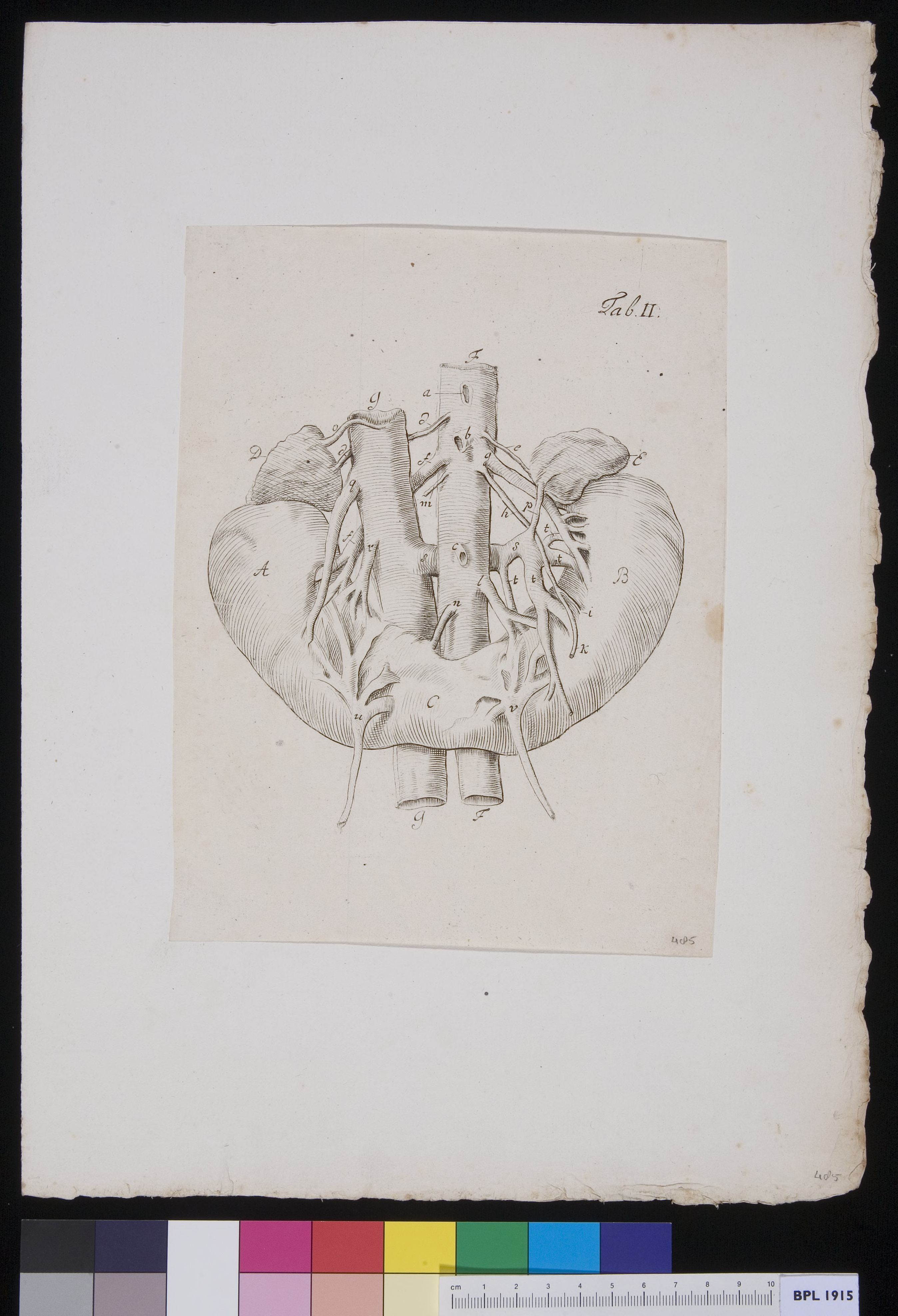 Kidneys
