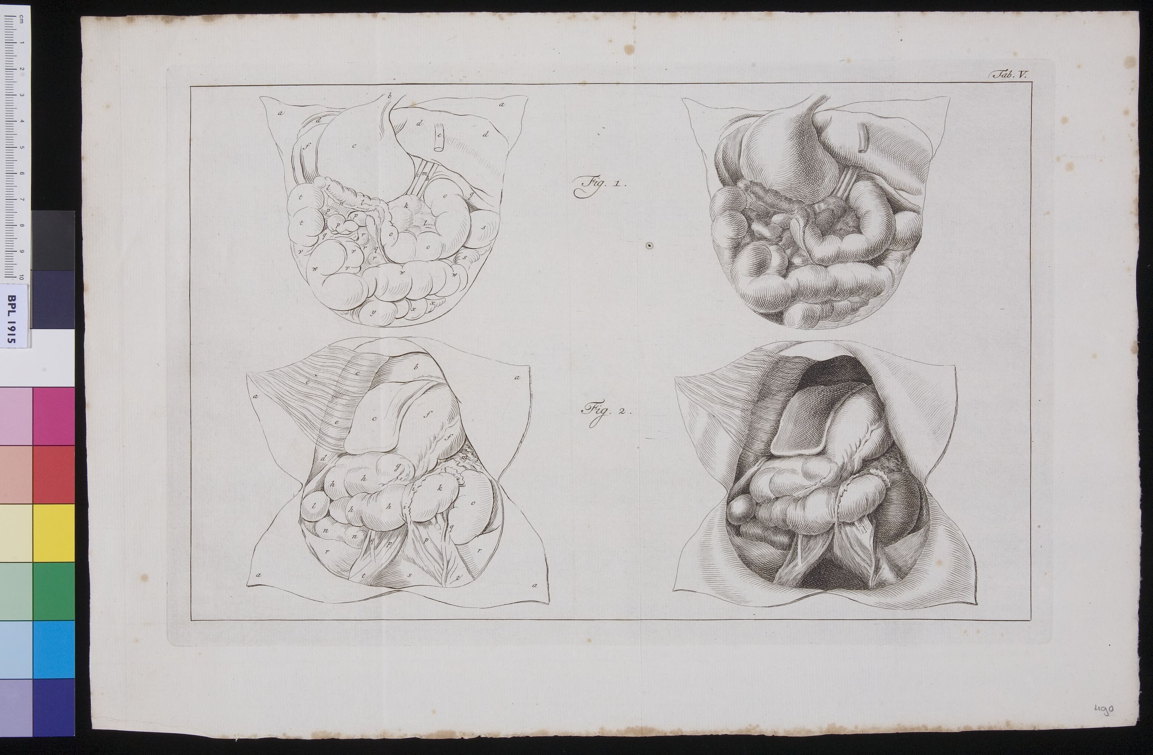 Organs in the abdomen