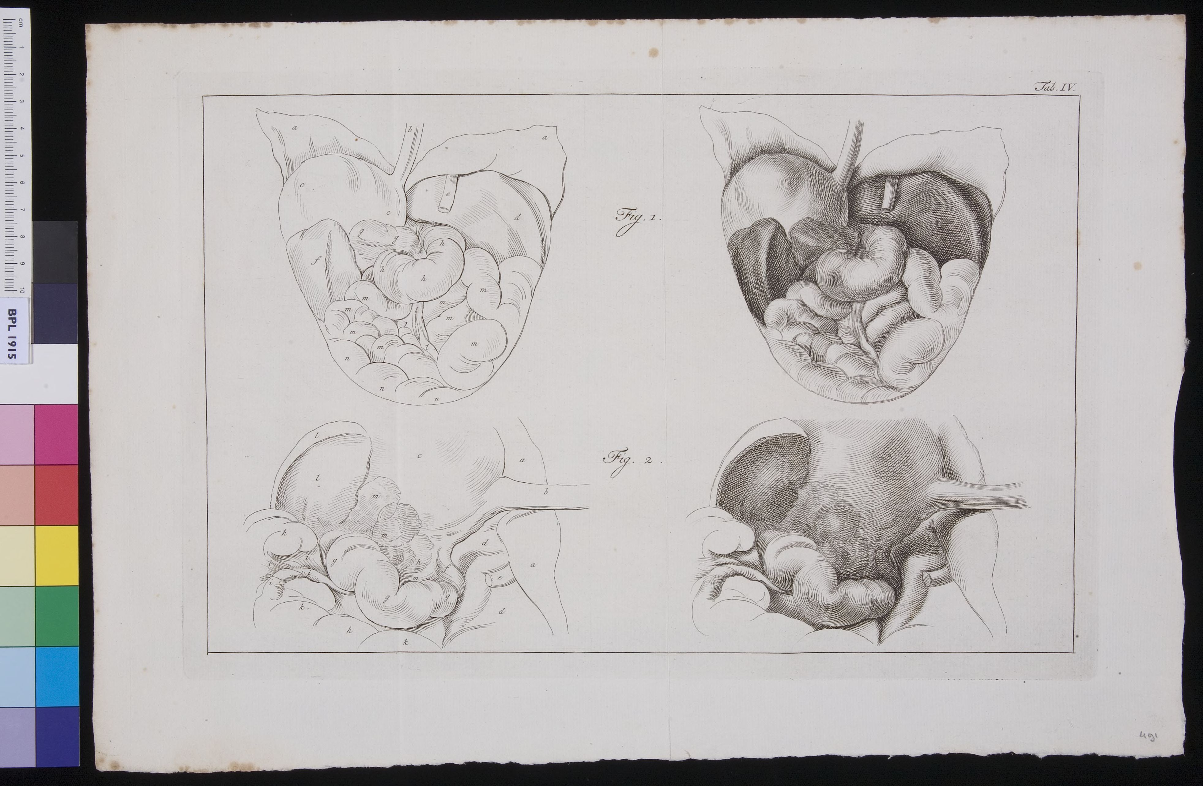 Organs in the abdomen