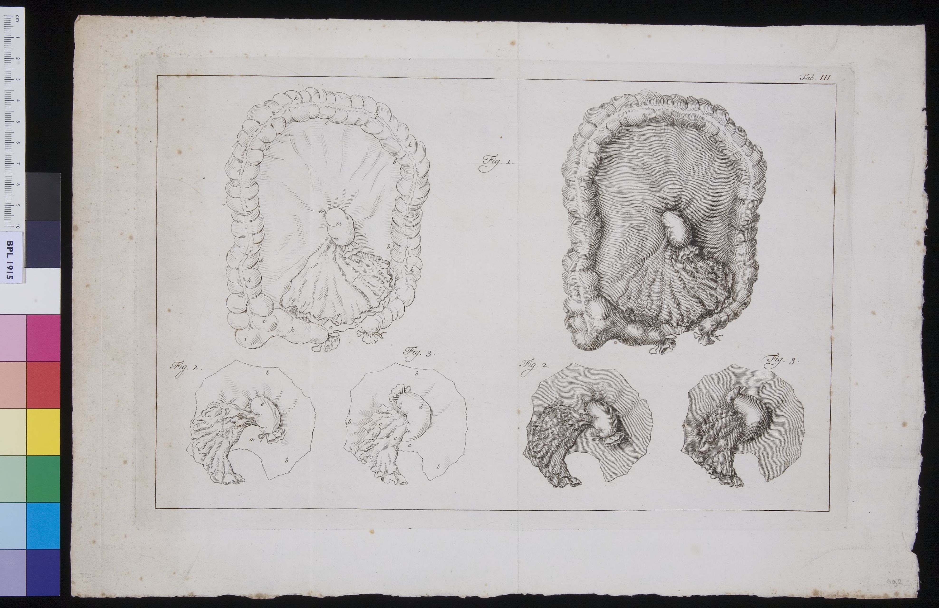 Organs in the abdomen