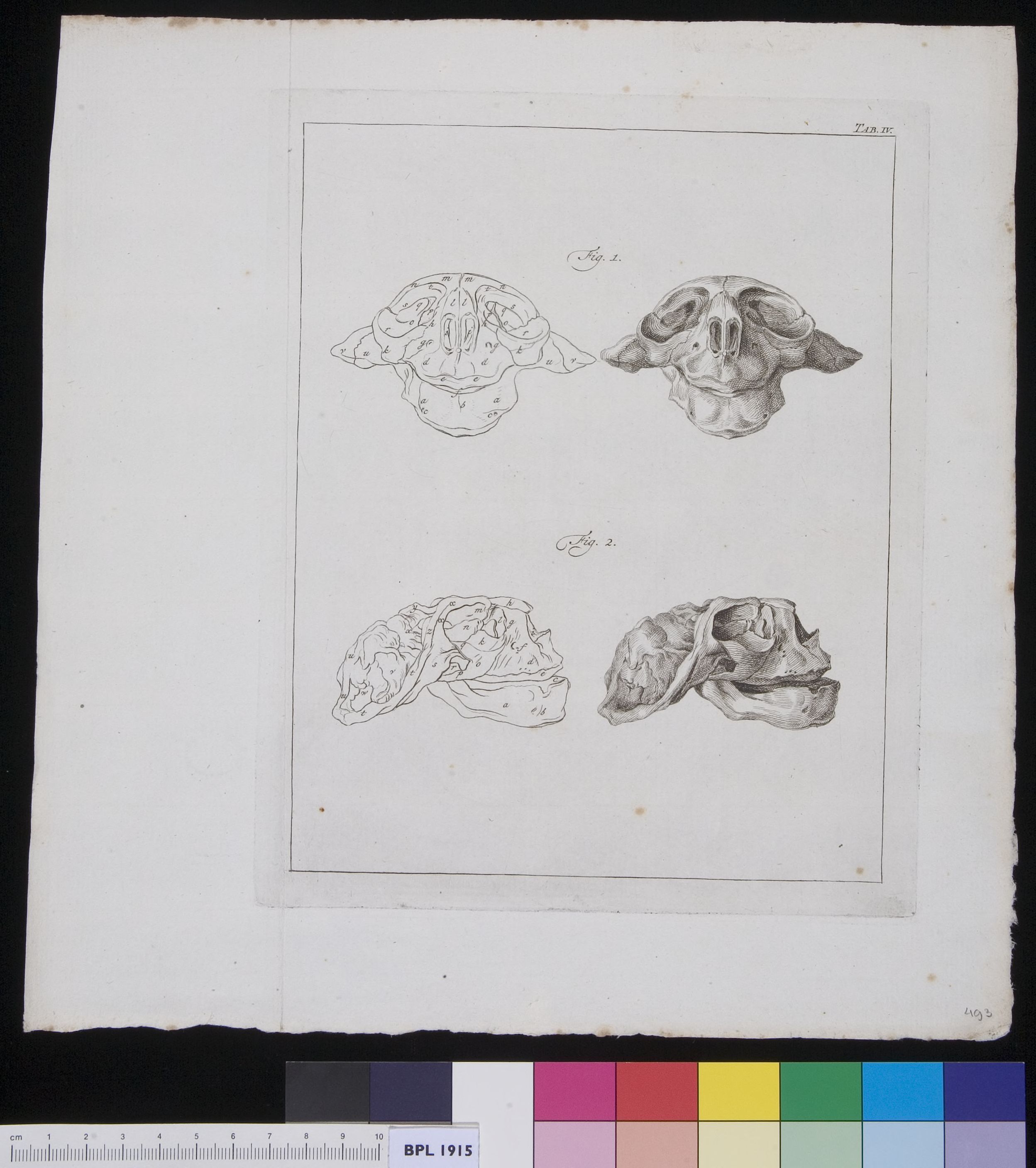 Skull of unidentified animal