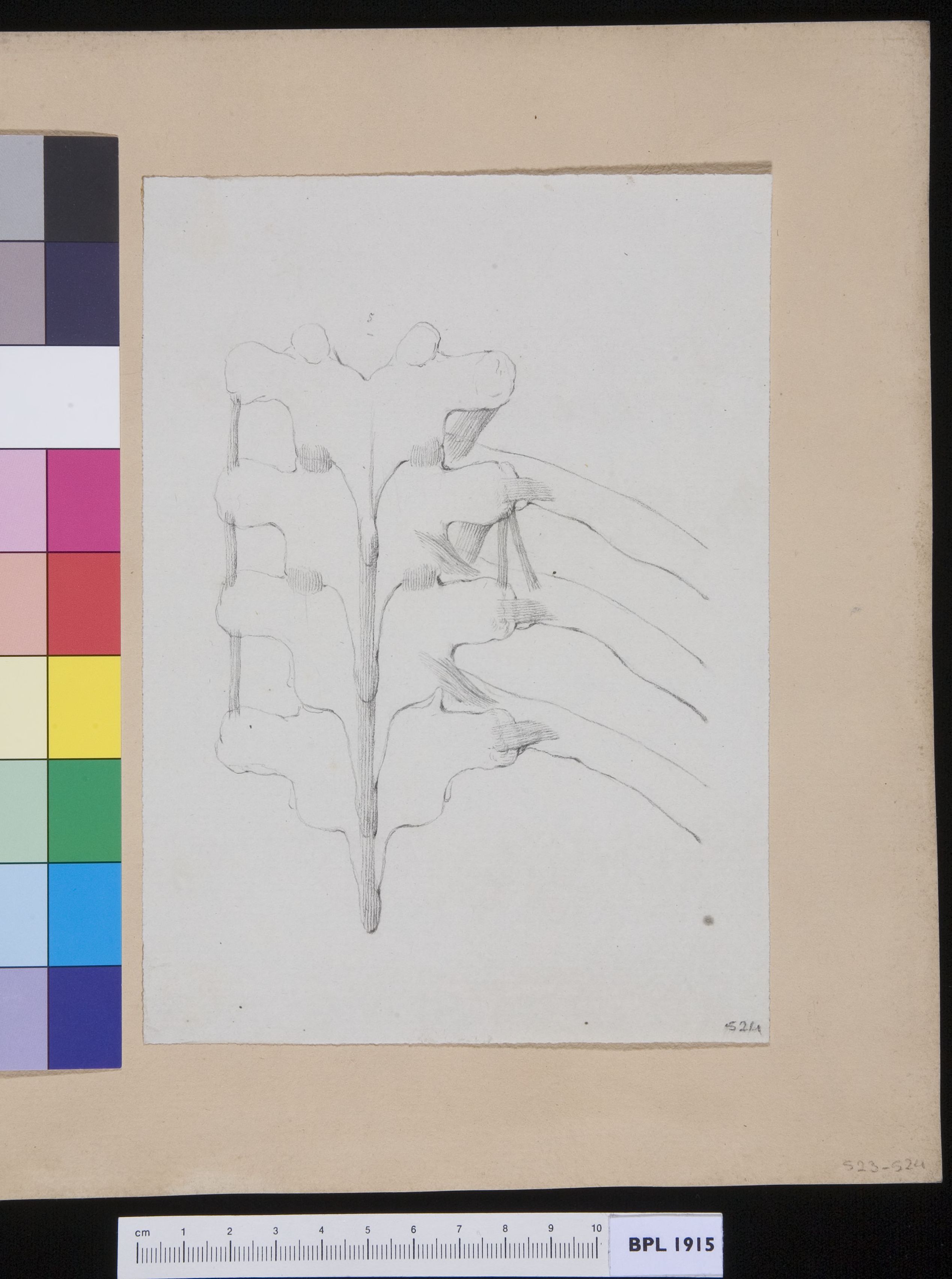 Vertebrae