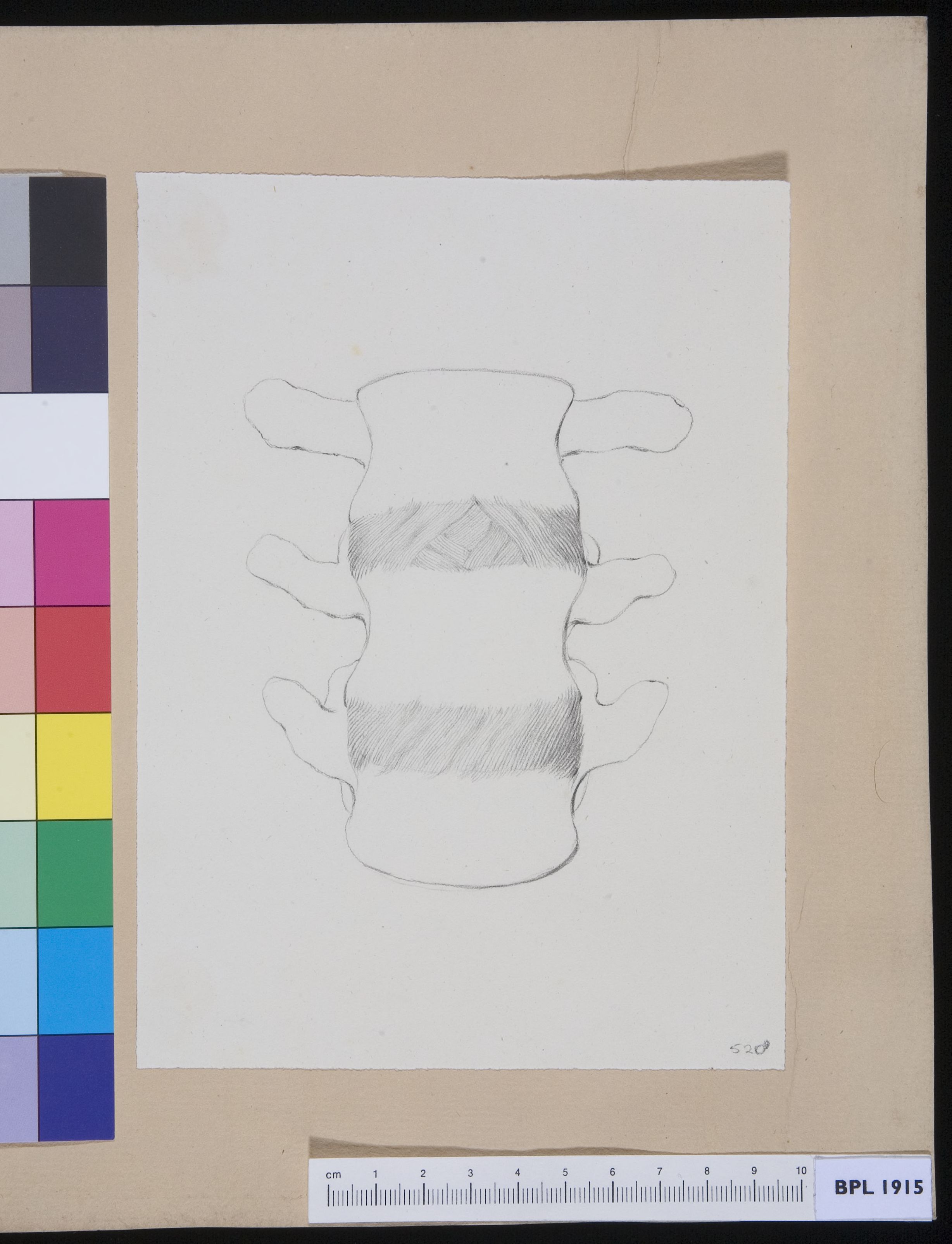 Vertebrae