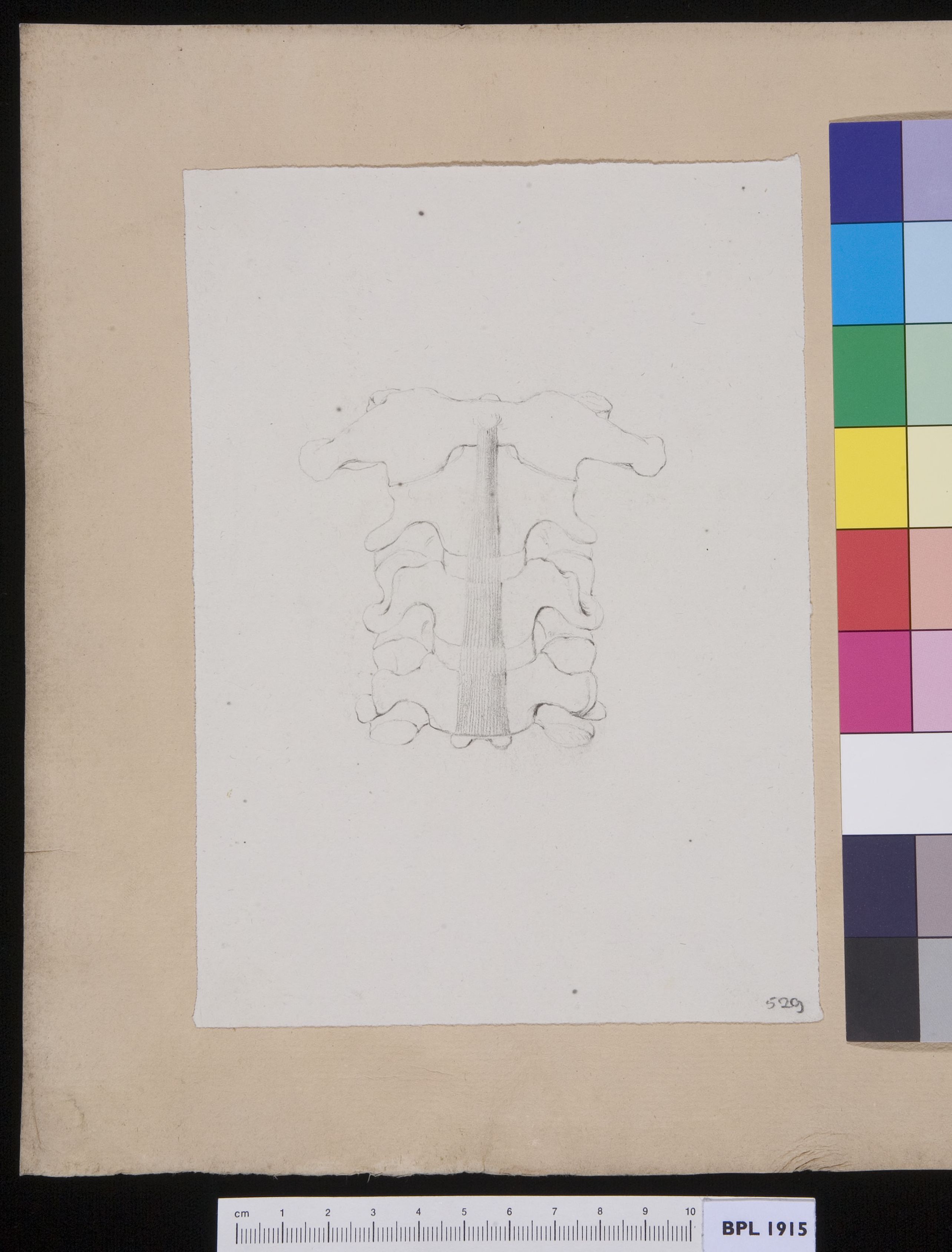 Vertebrae
