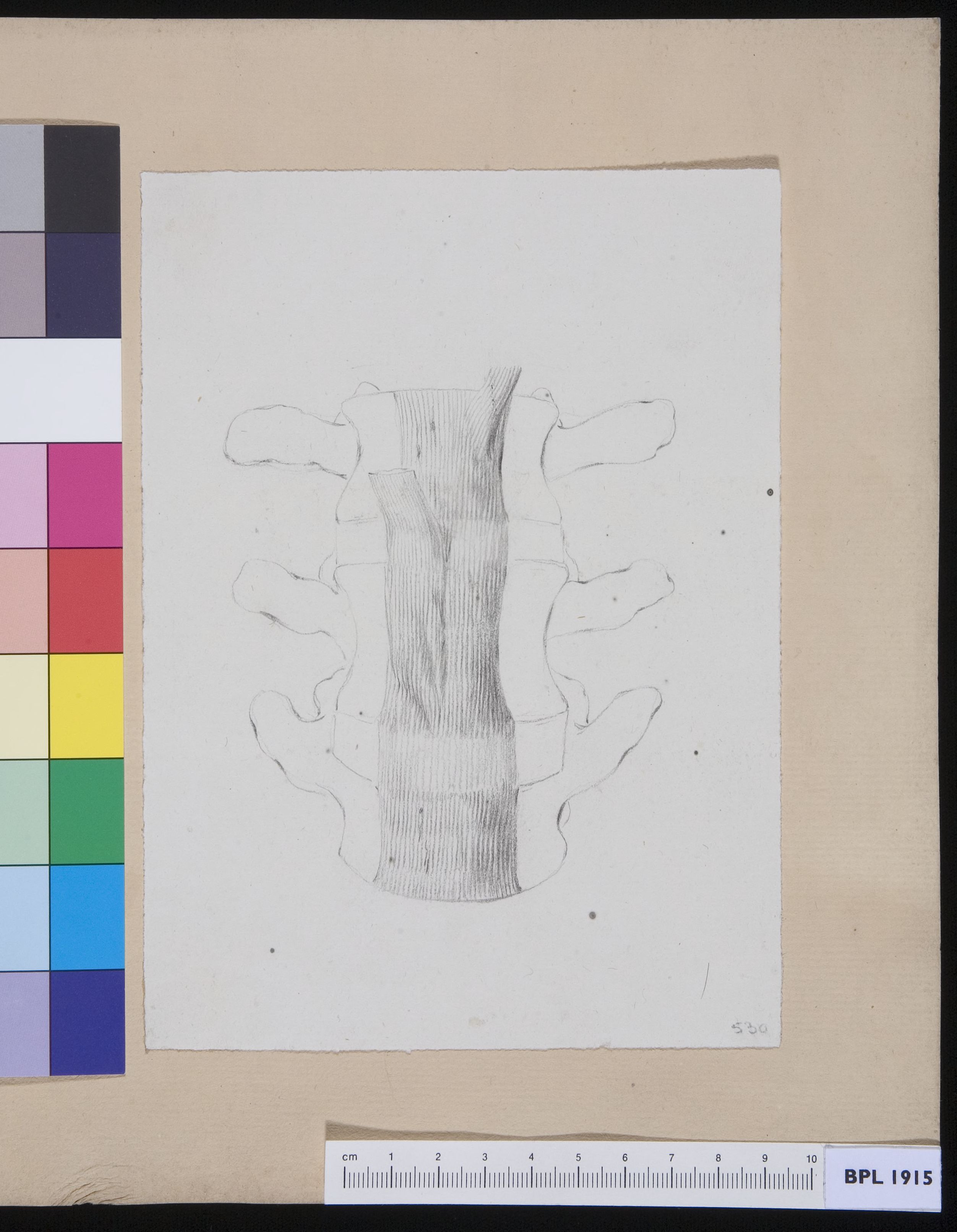 Vertebrae