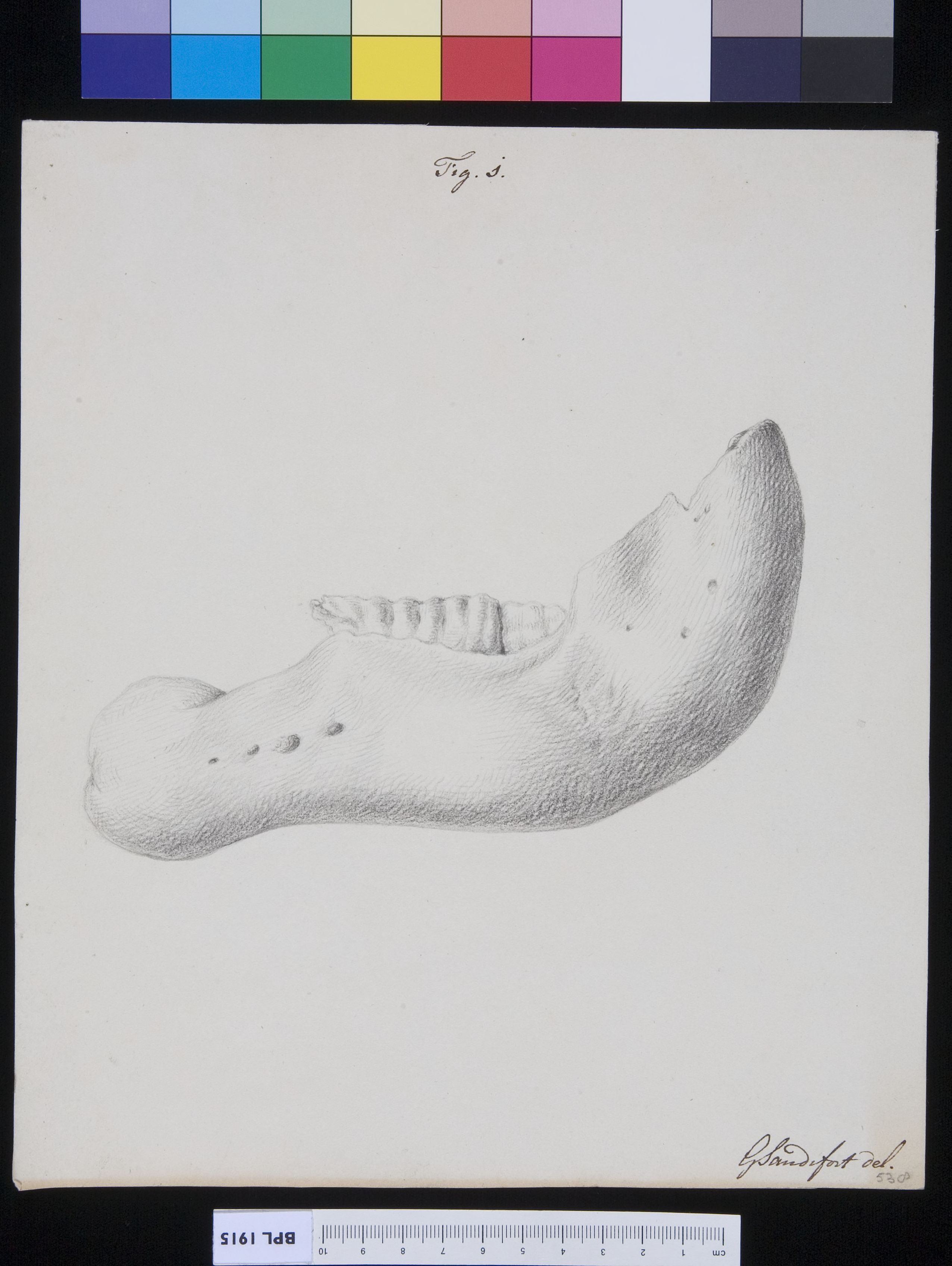 Lower jaw (bovine?)