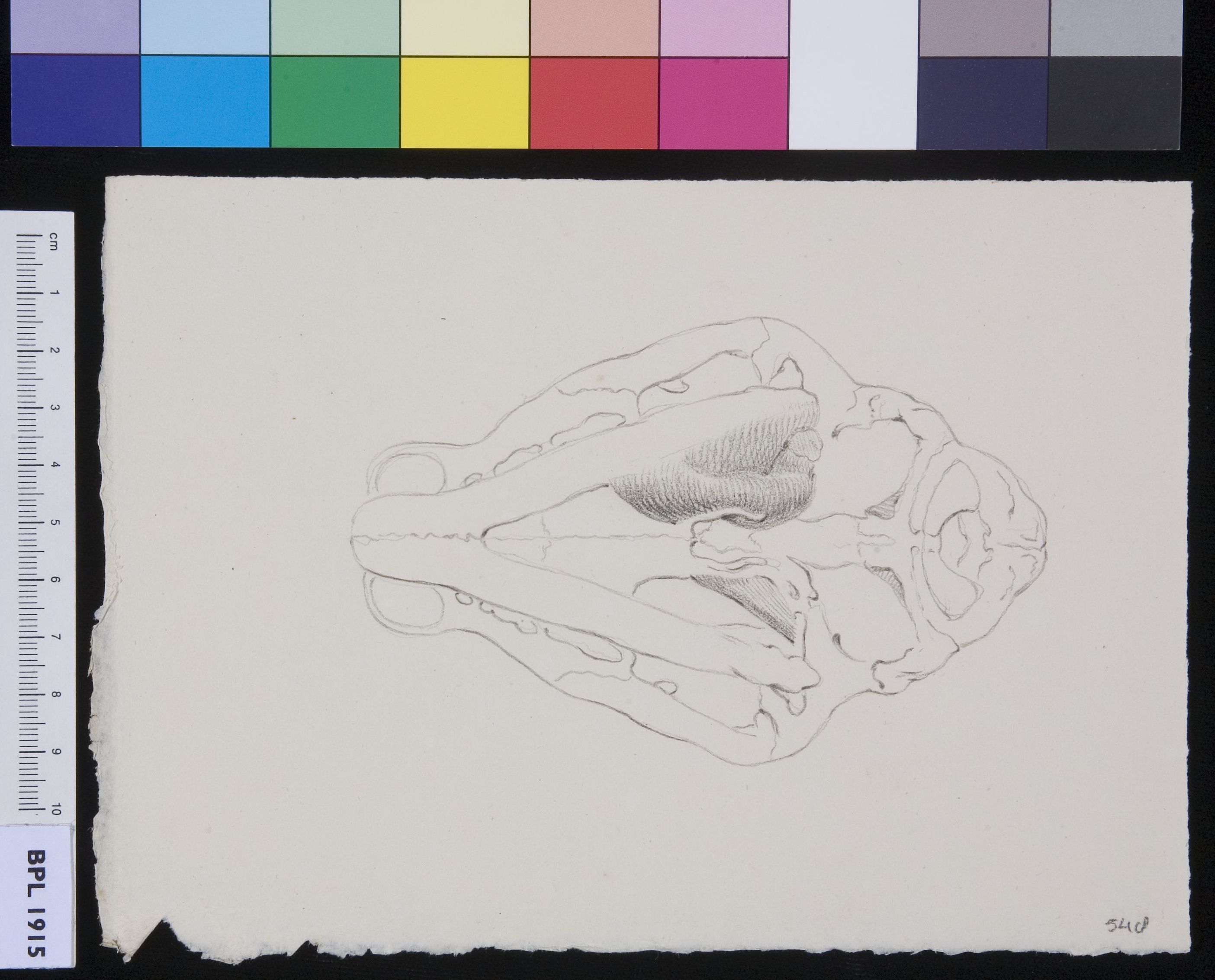 Skull of a feline animal (tiger?)