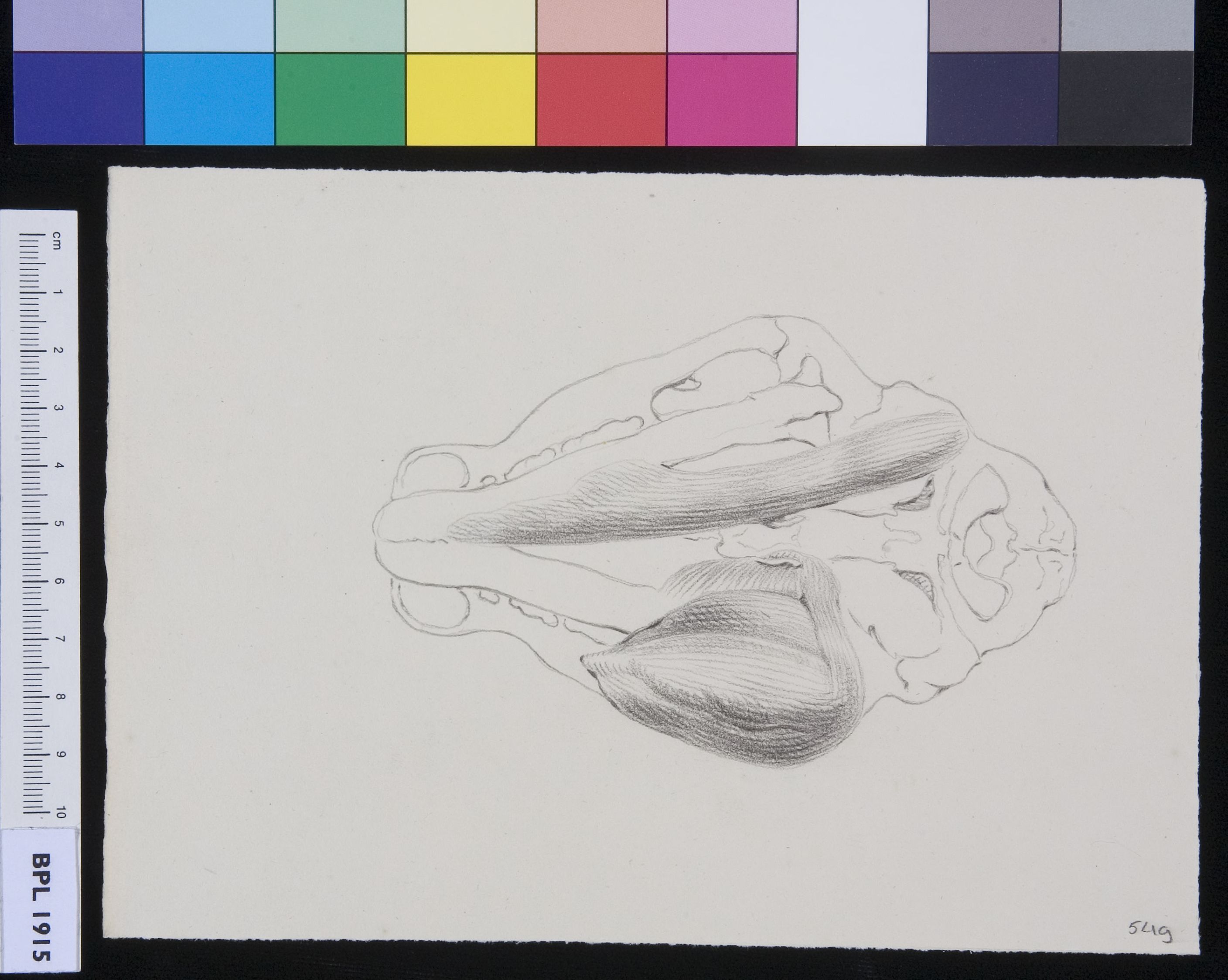 Skull of a feline animal (tiger?)