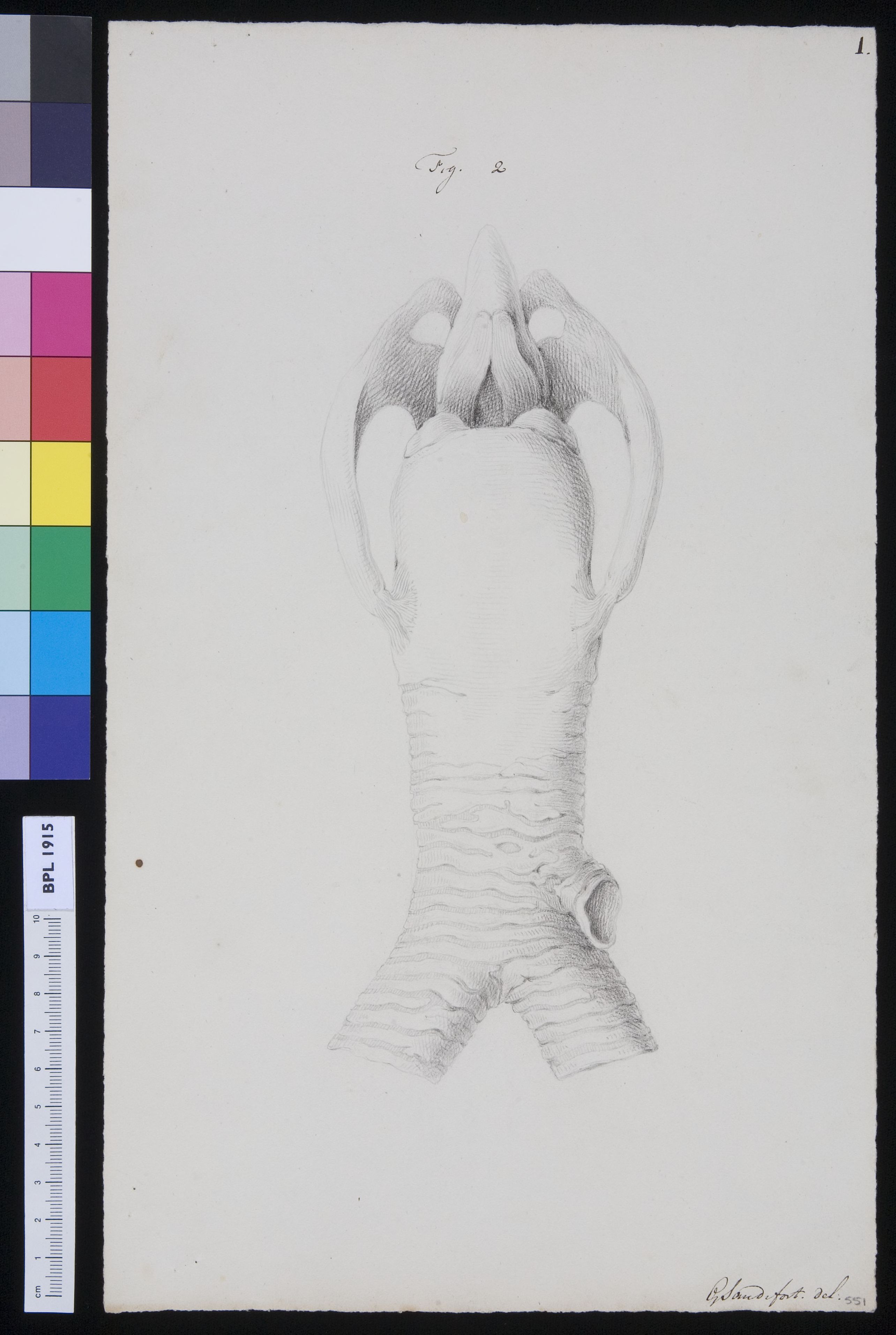 Muscles of the throat