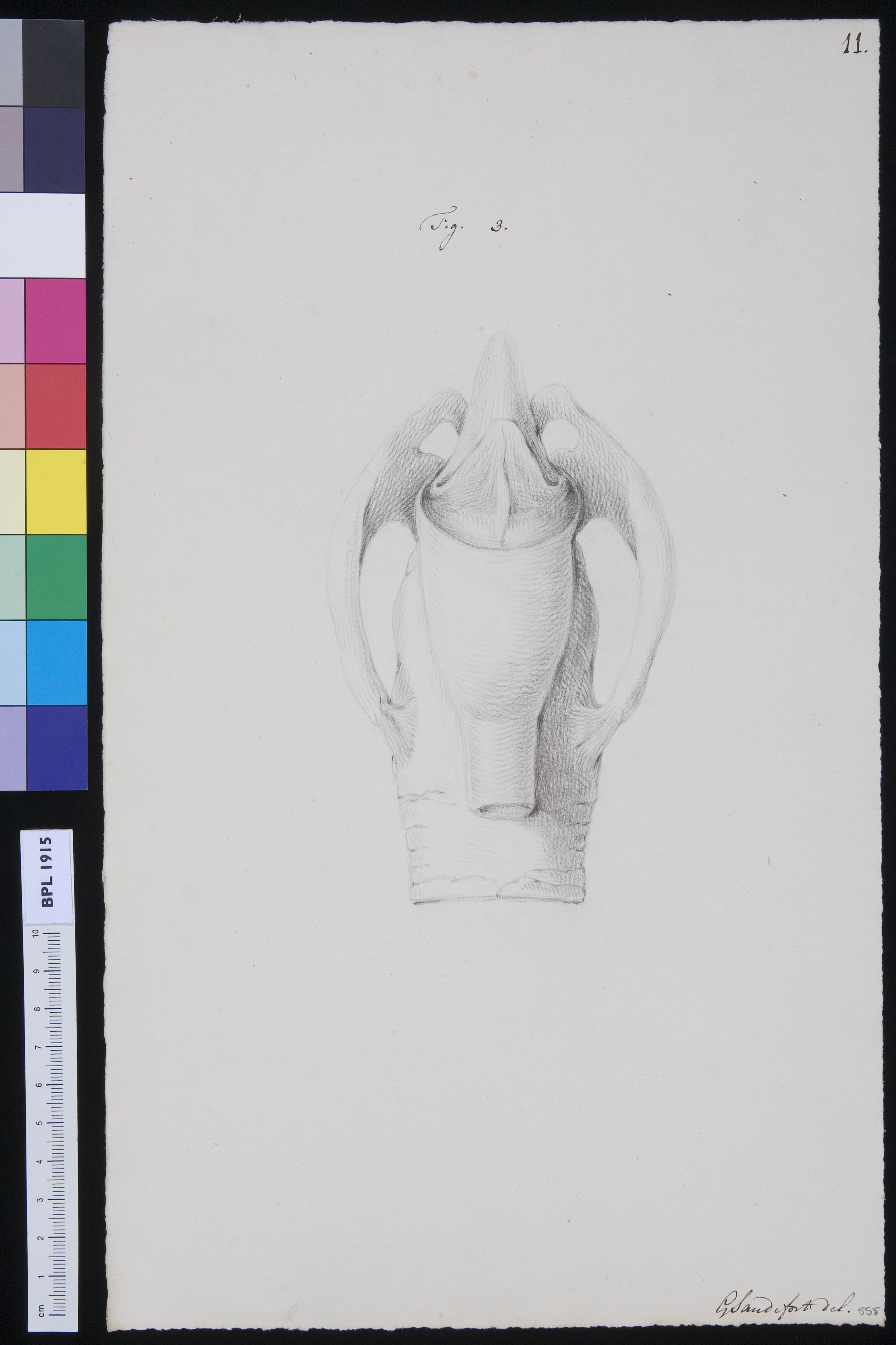 Muscles of the throat