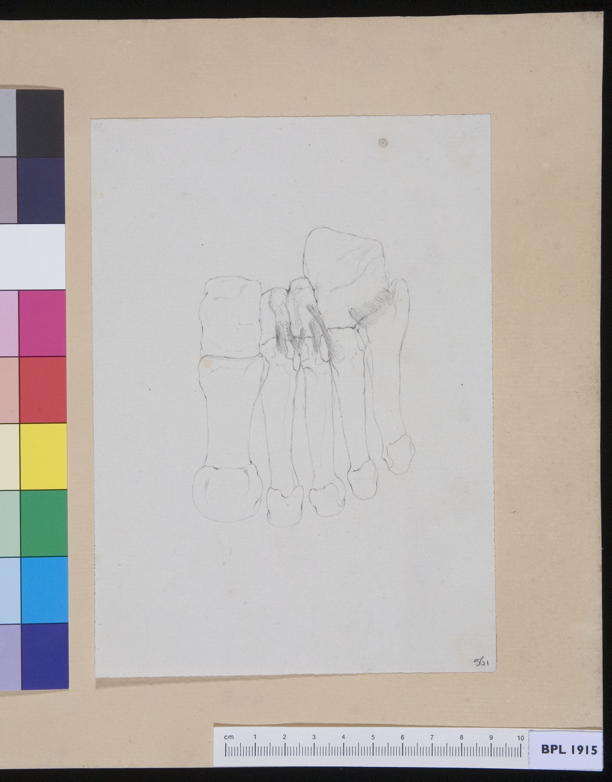 Bones of the hand
