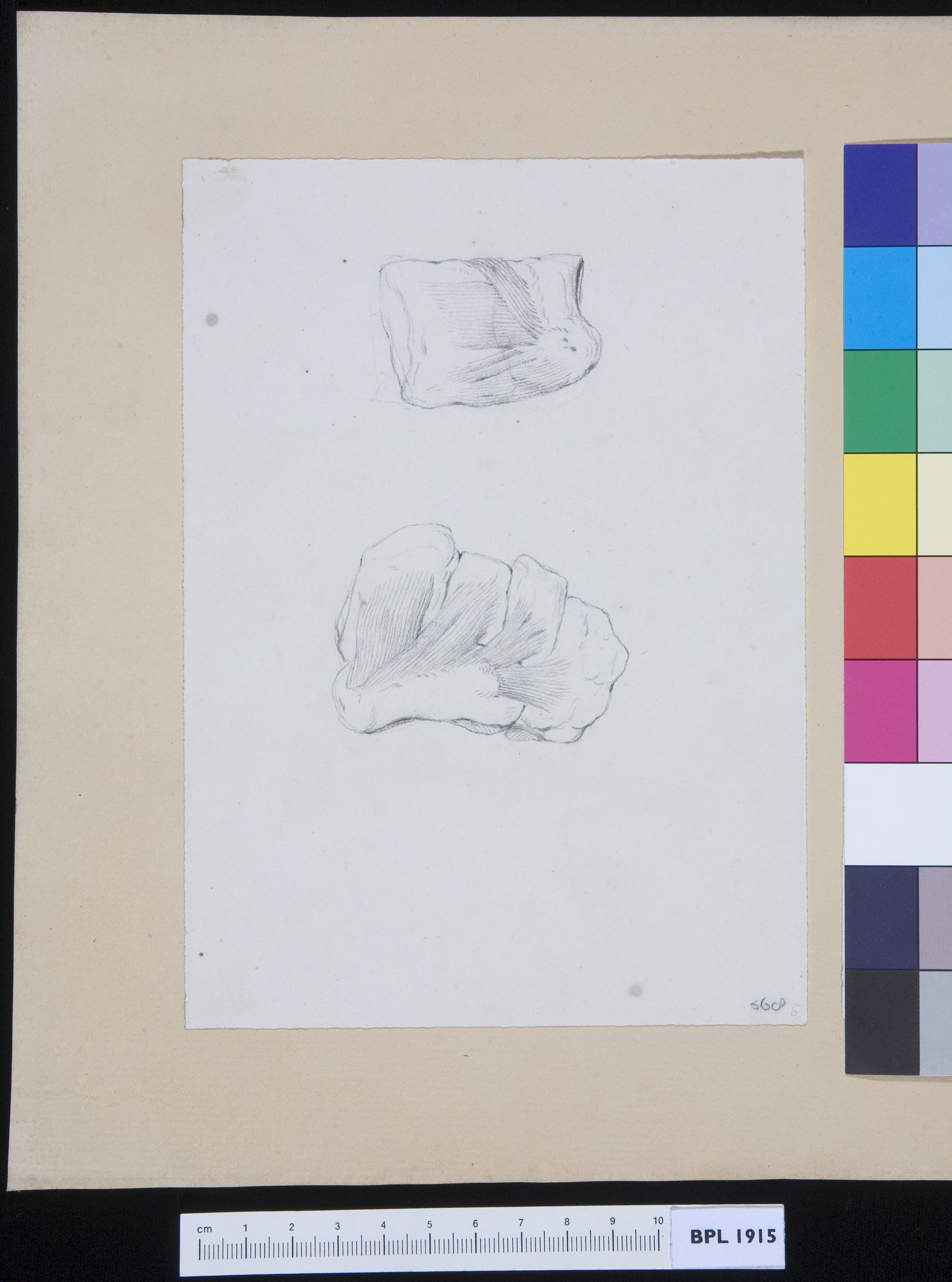 Bones of the hand