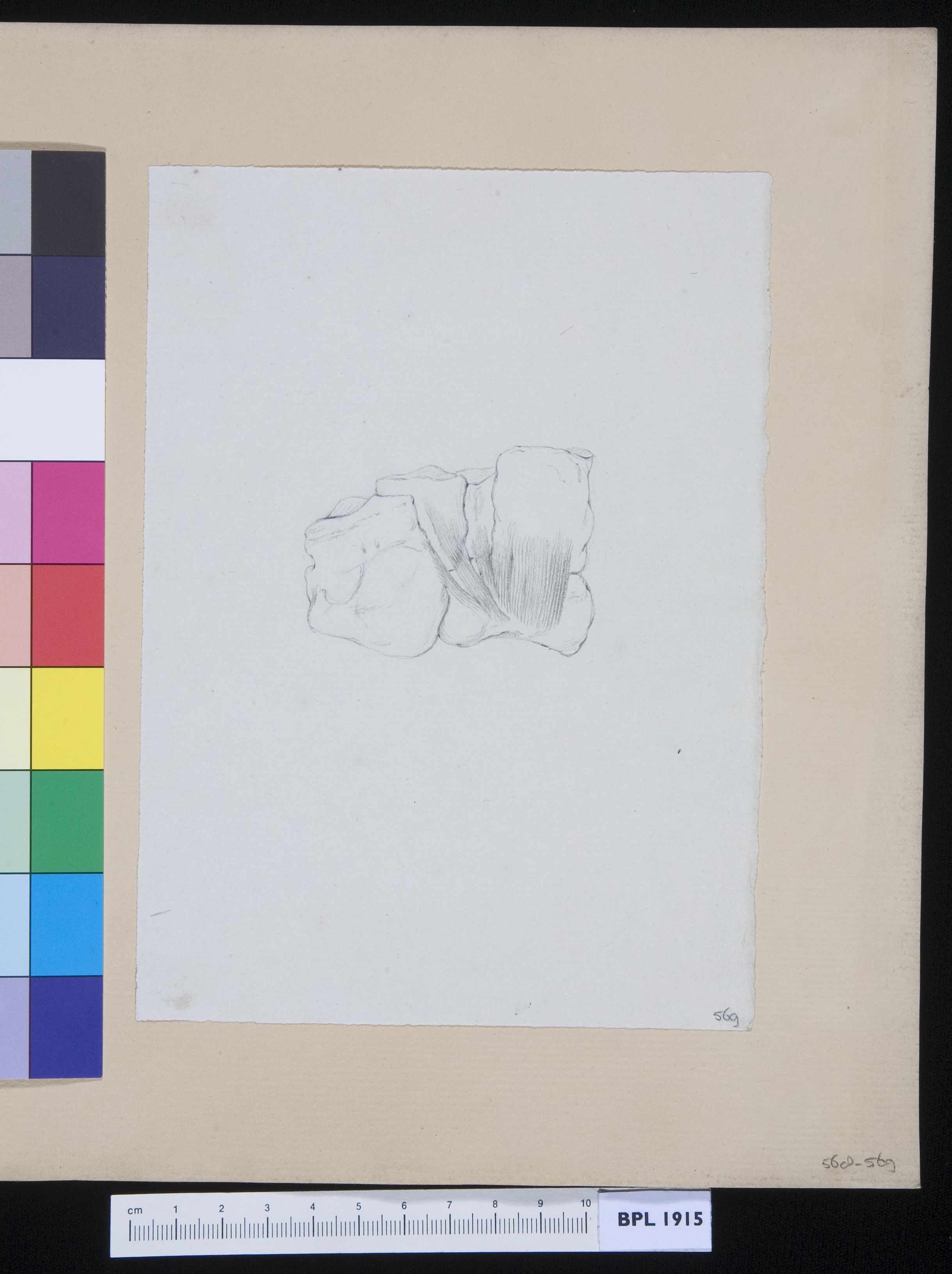 Bones of the hand