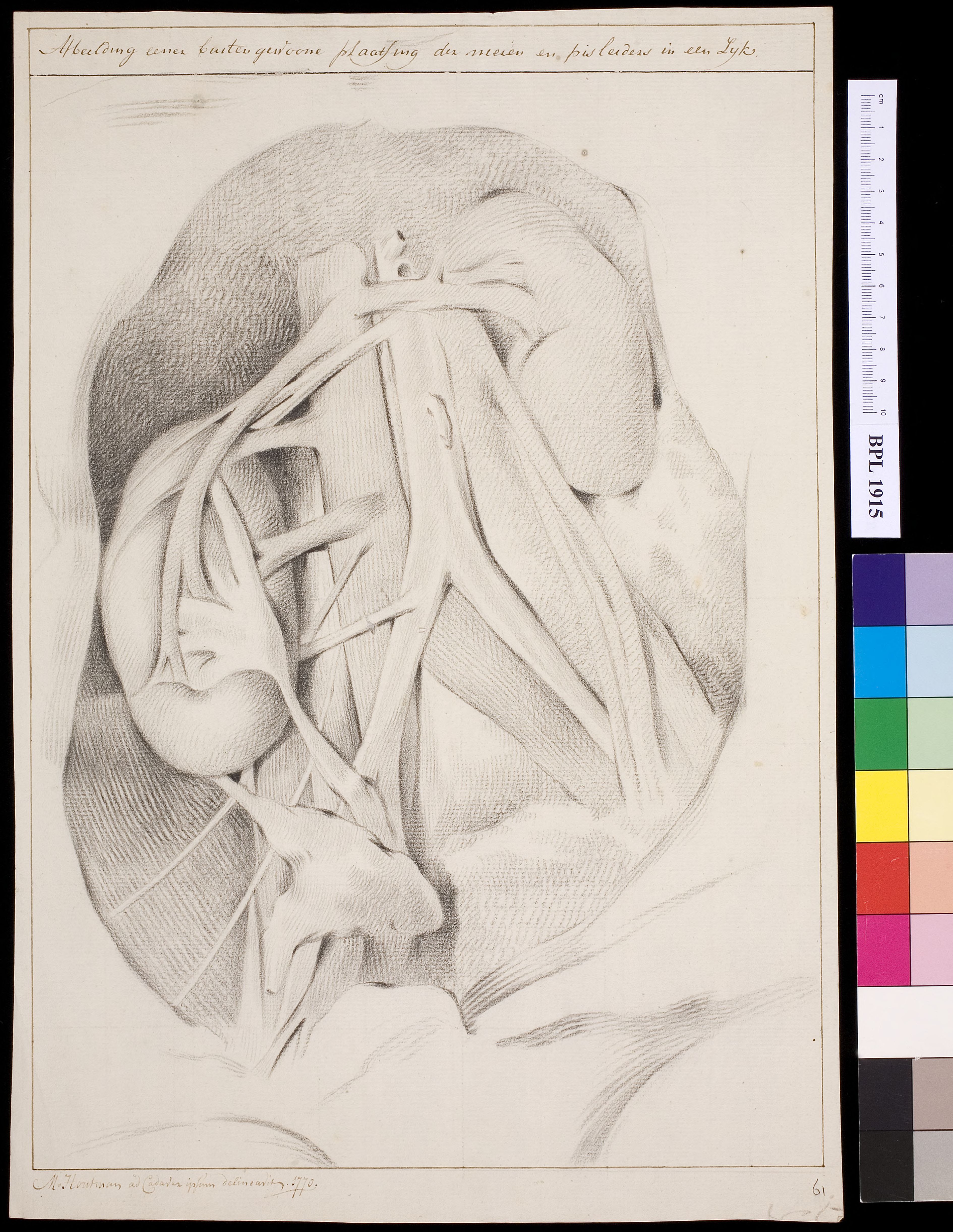 Kidneys
