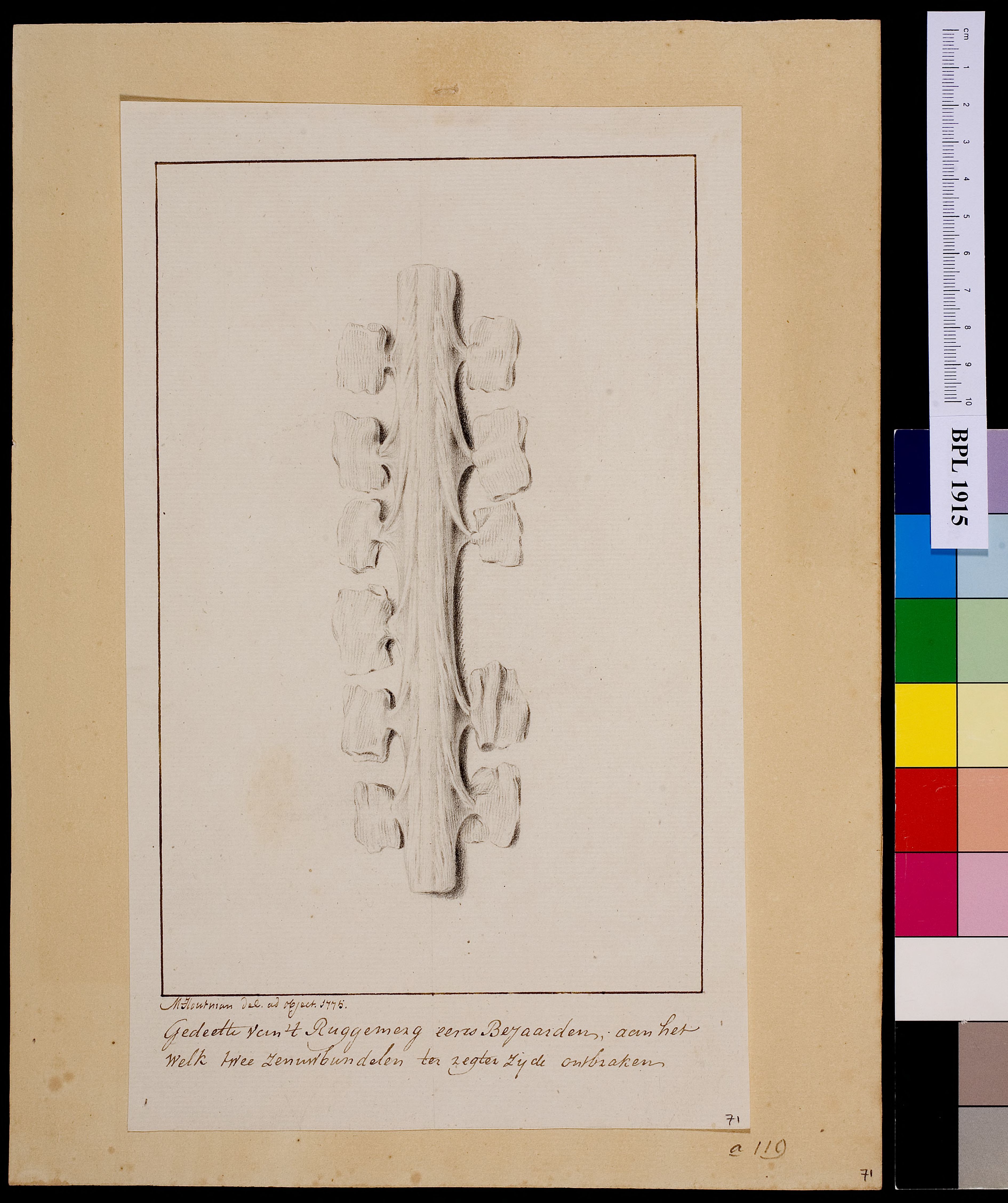 Vertebrae