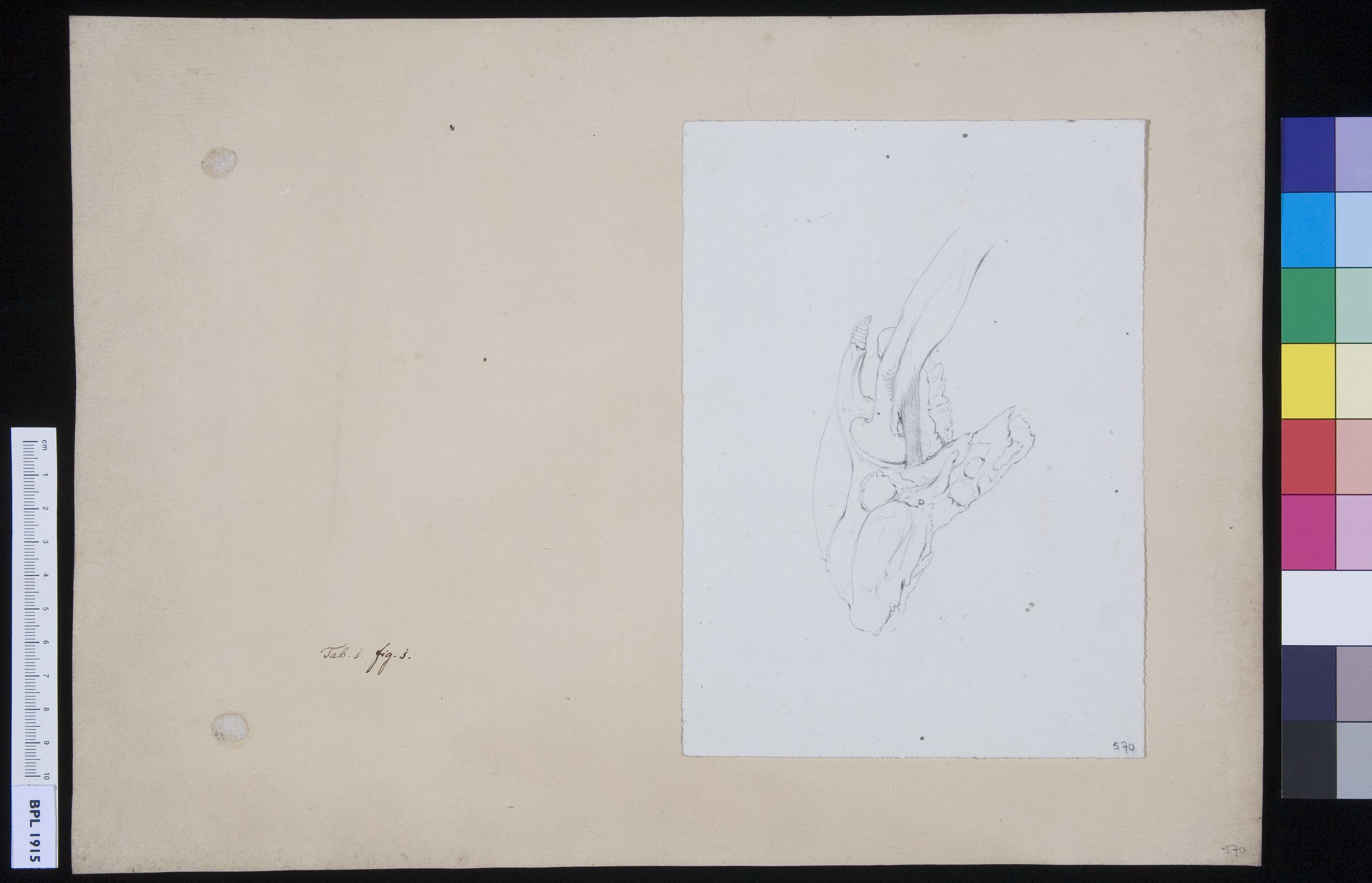 Bones of the hand