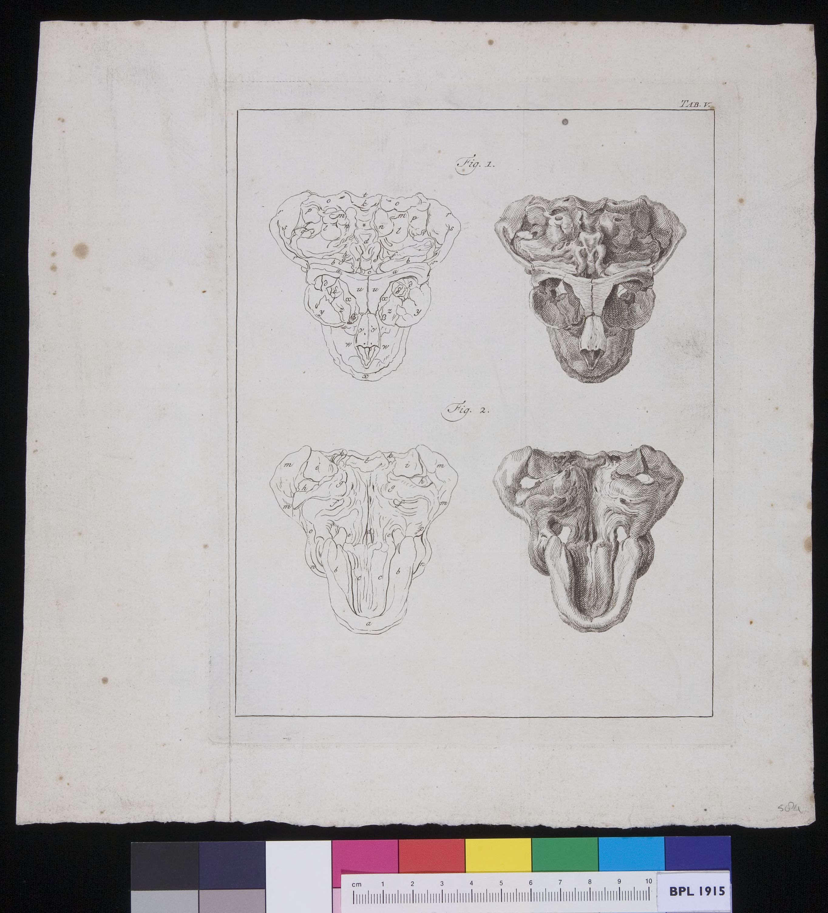 Female pelvis