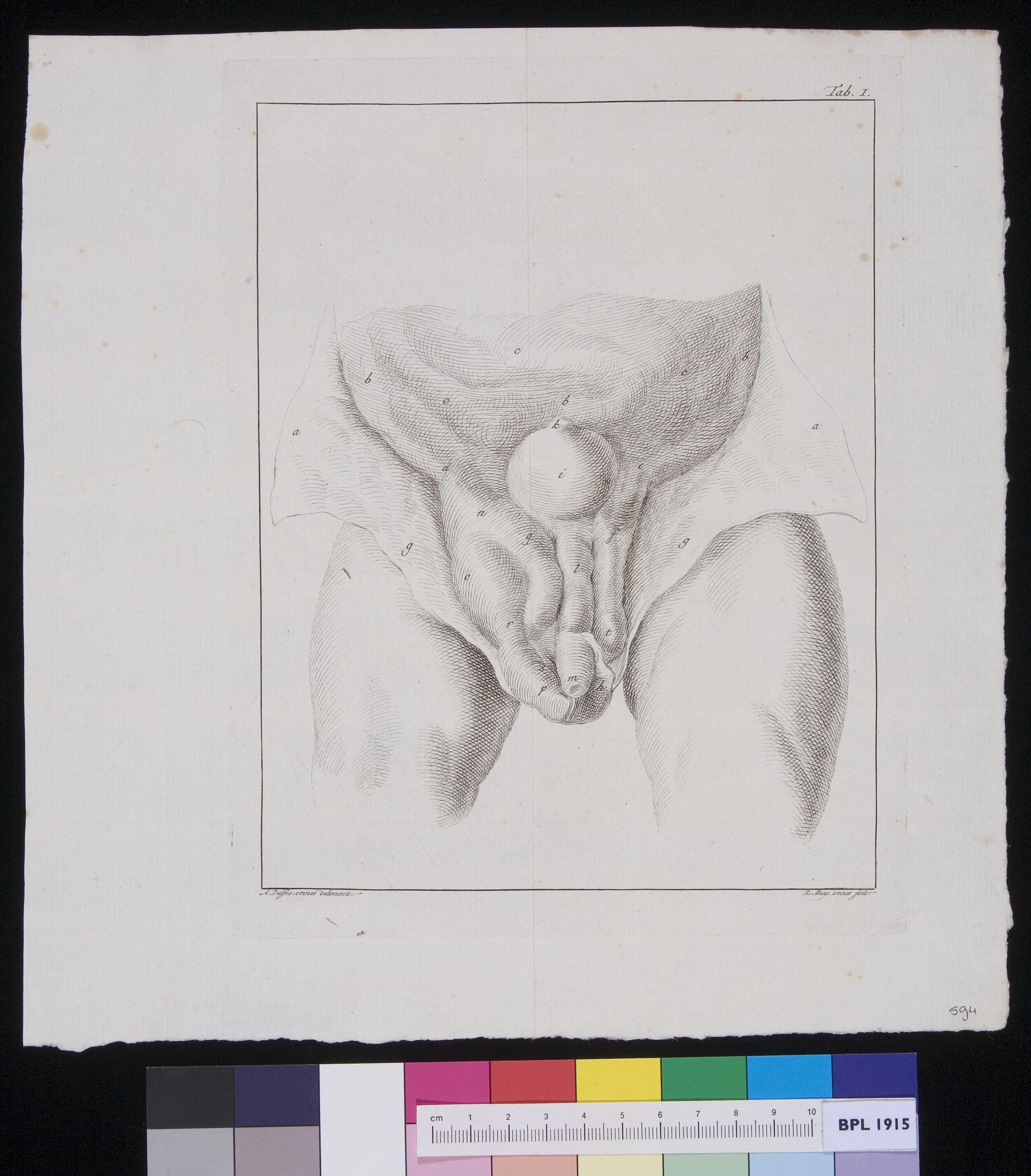 Male urinary tract?