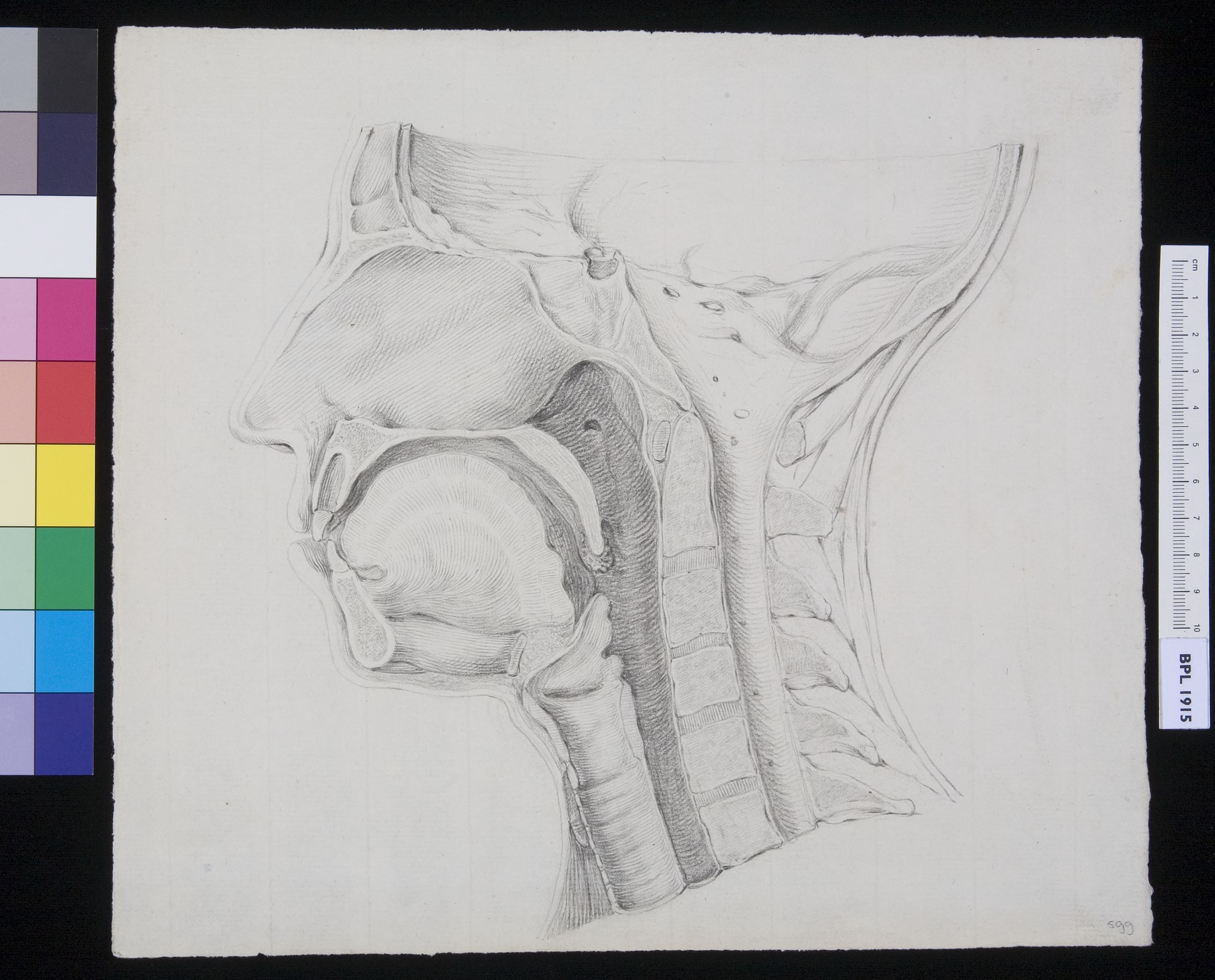 Section of the human face