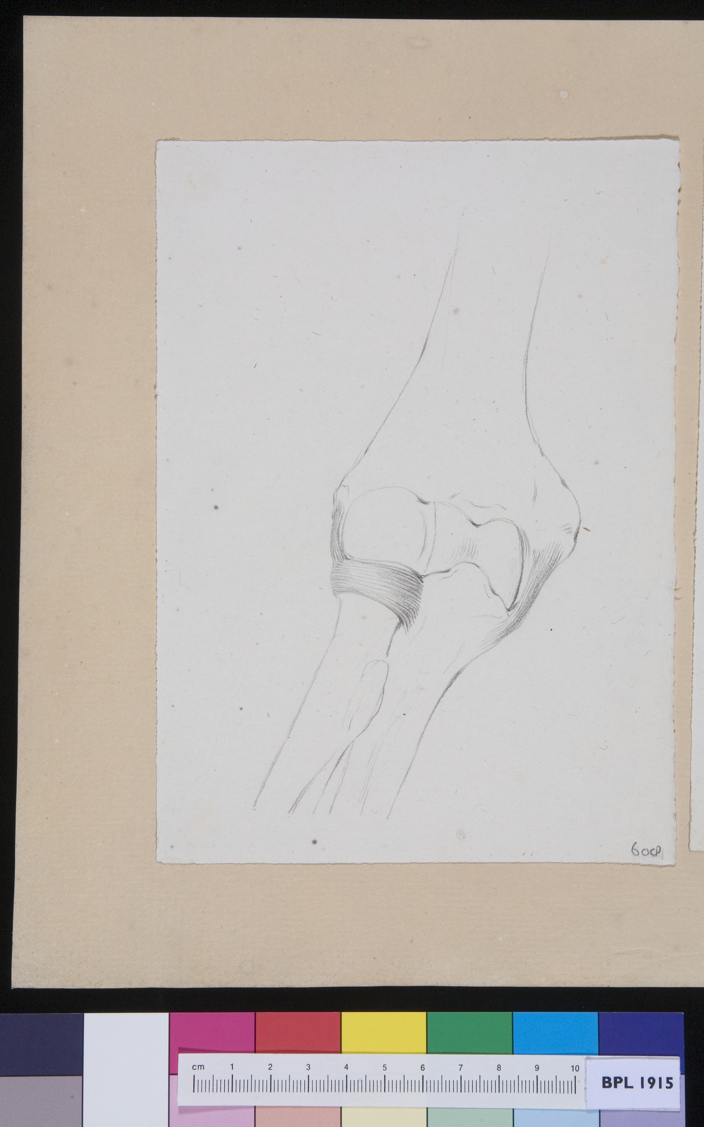 Joint