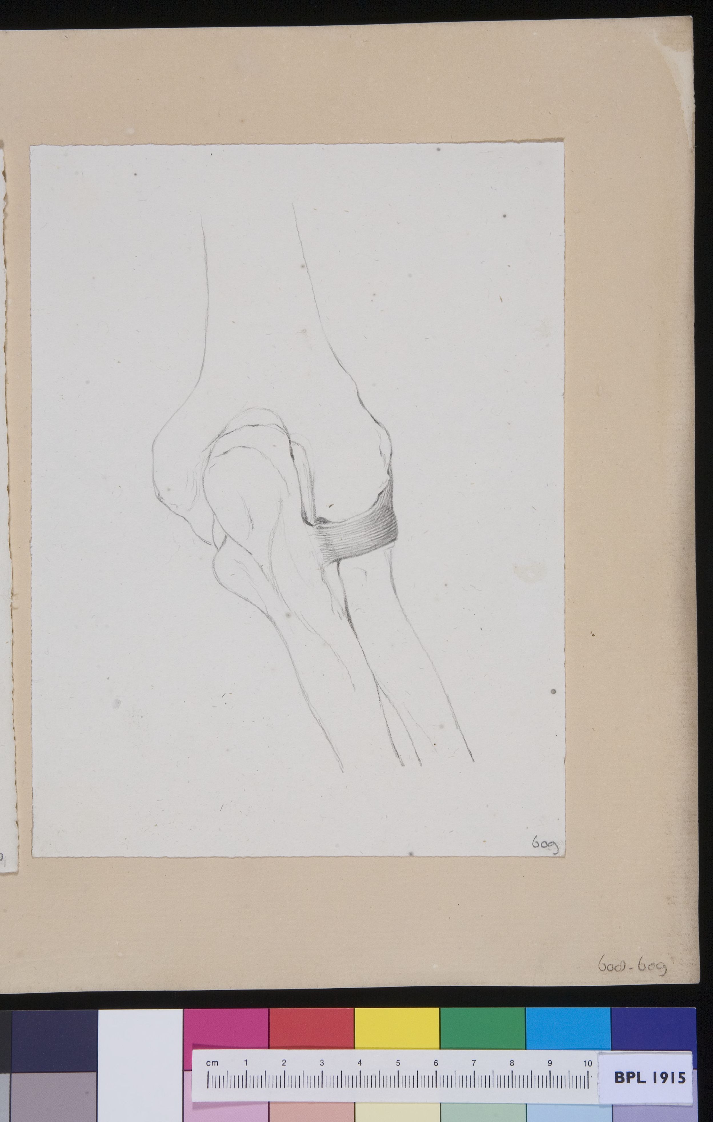 Joint