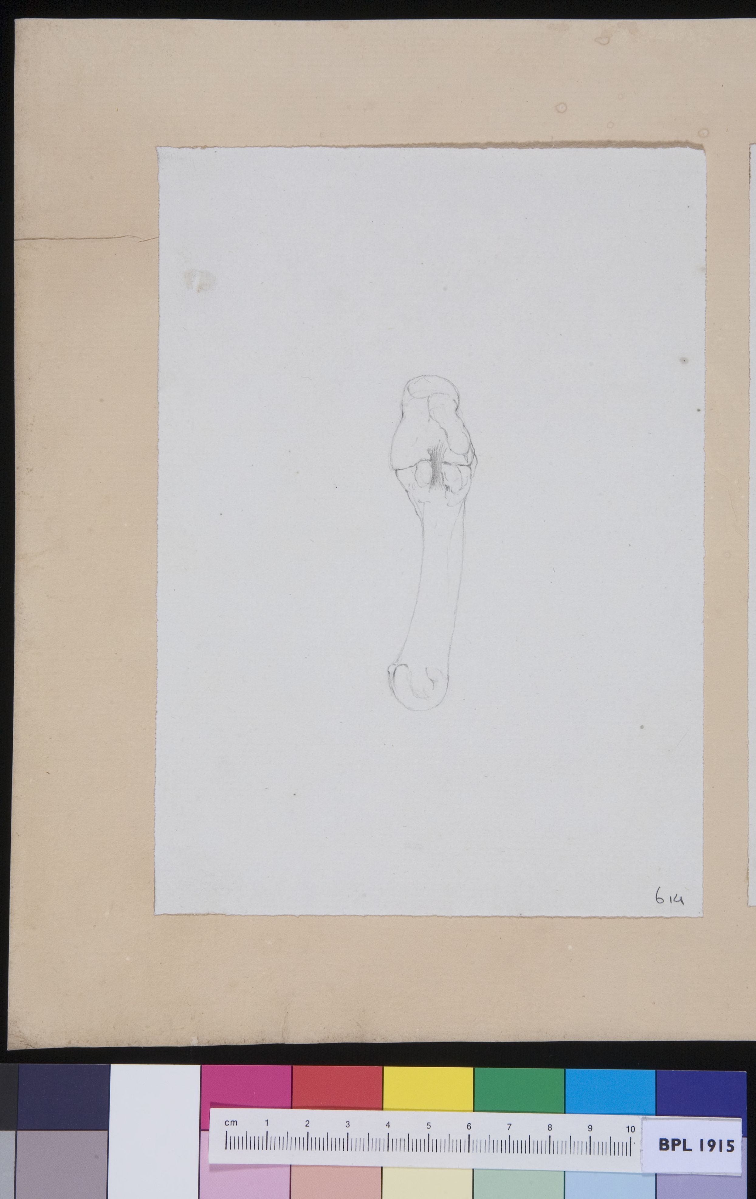 Joint