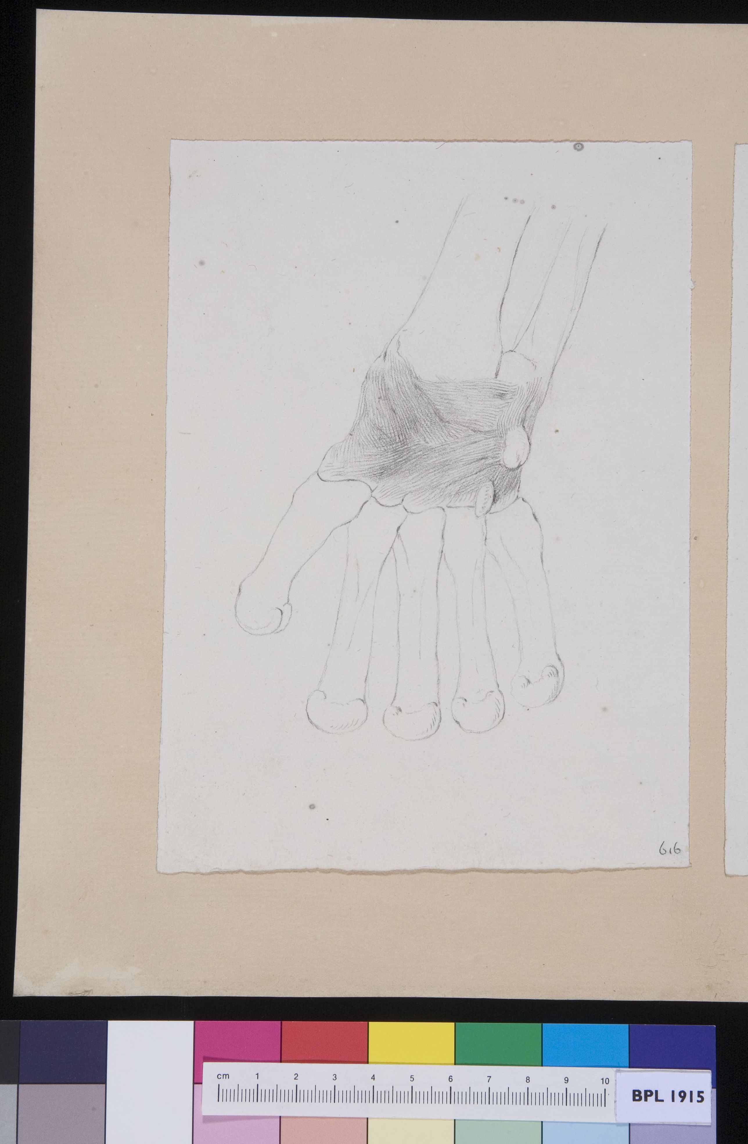 Joint