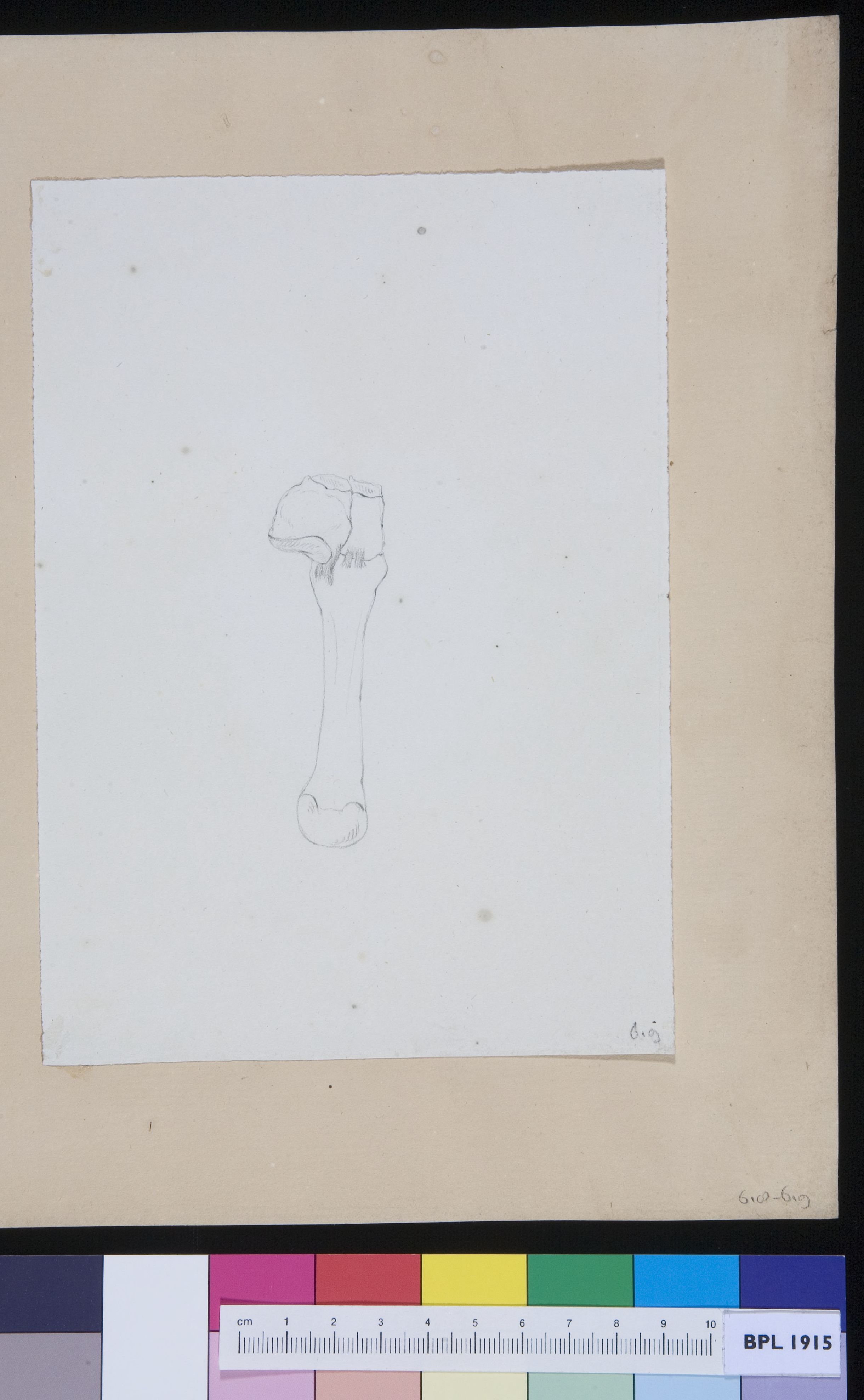 Joint