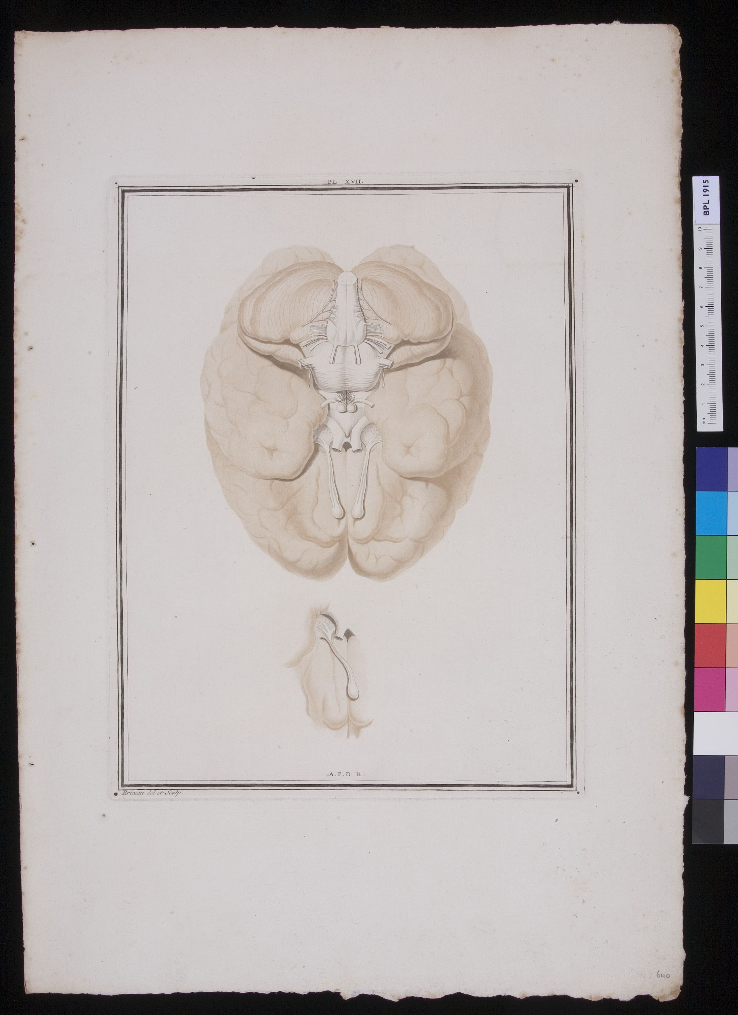 The brain, view from below