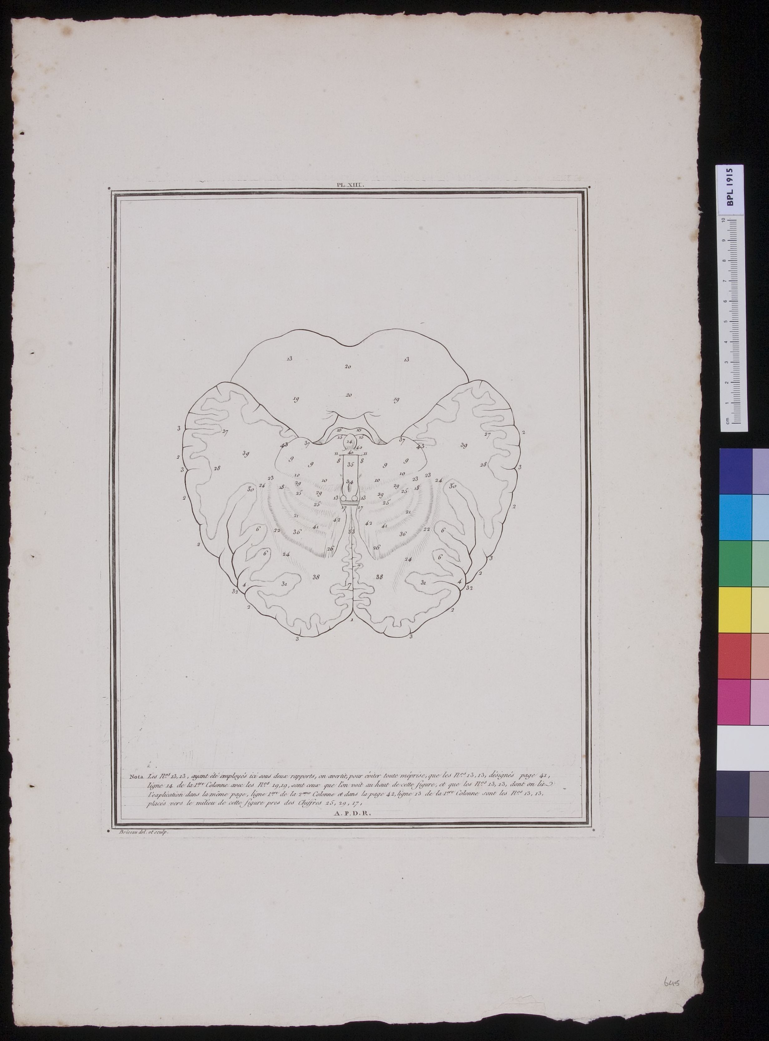 The human brain