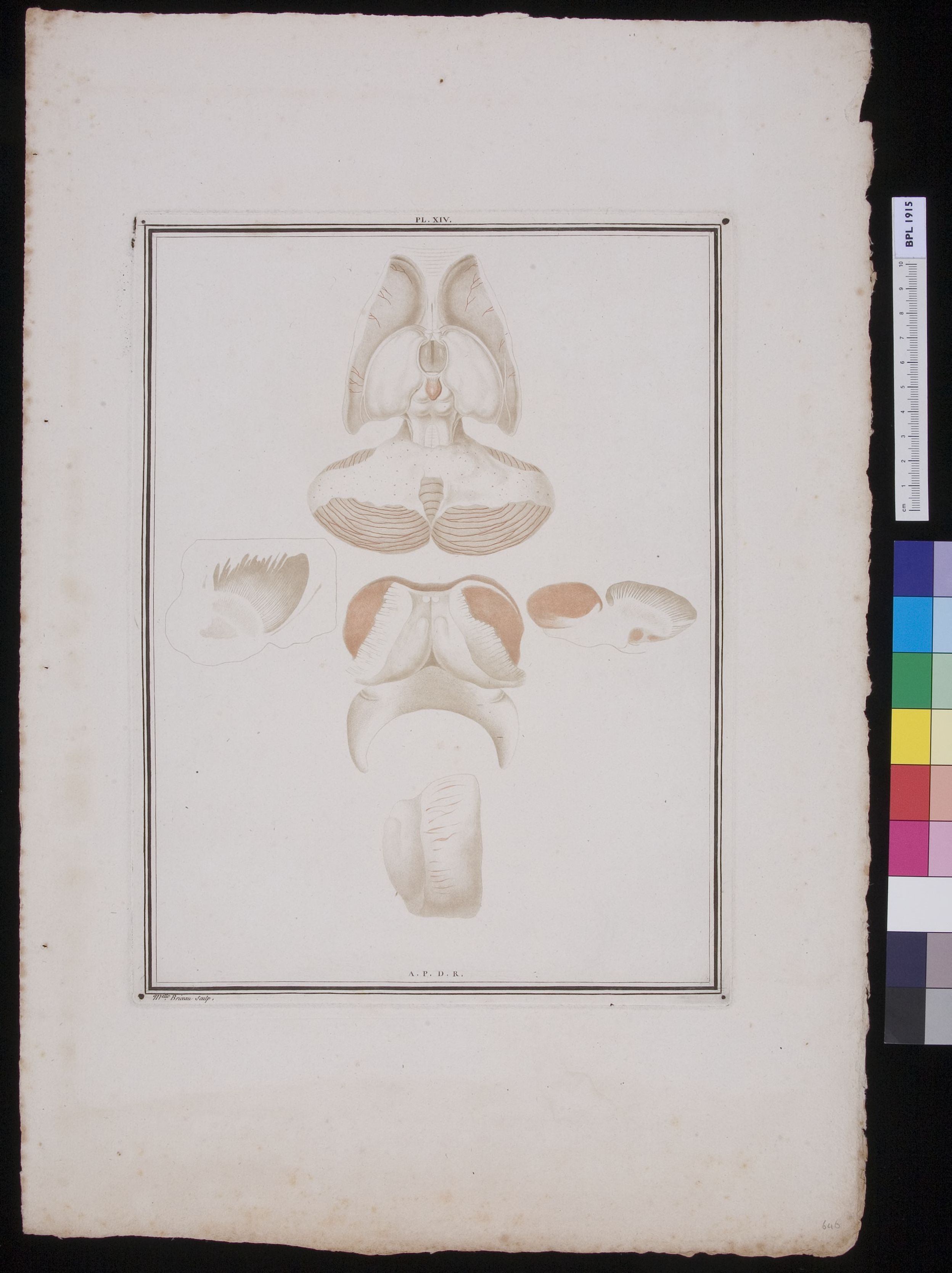 Details of the brain