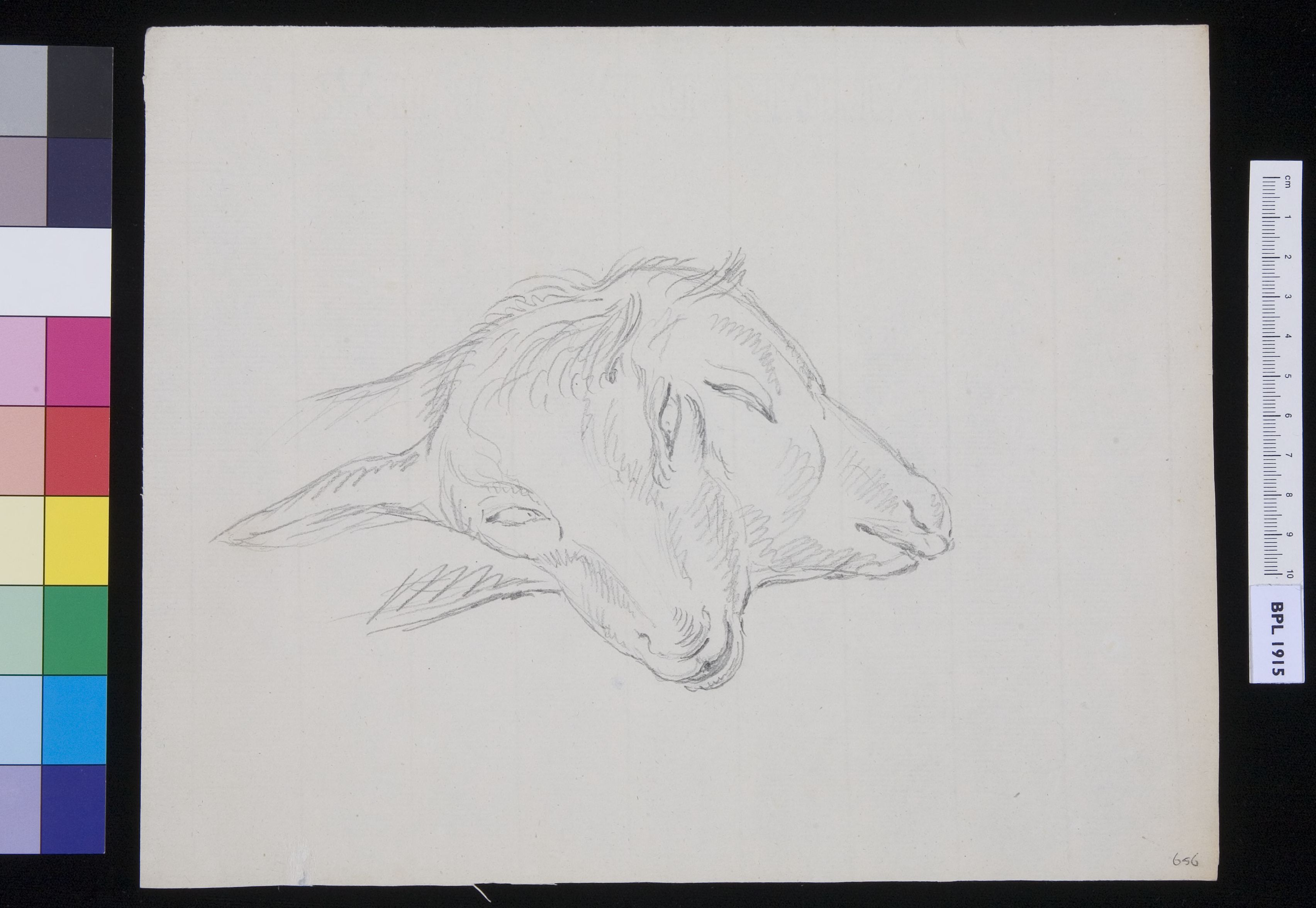 Conjoined heads of sheep