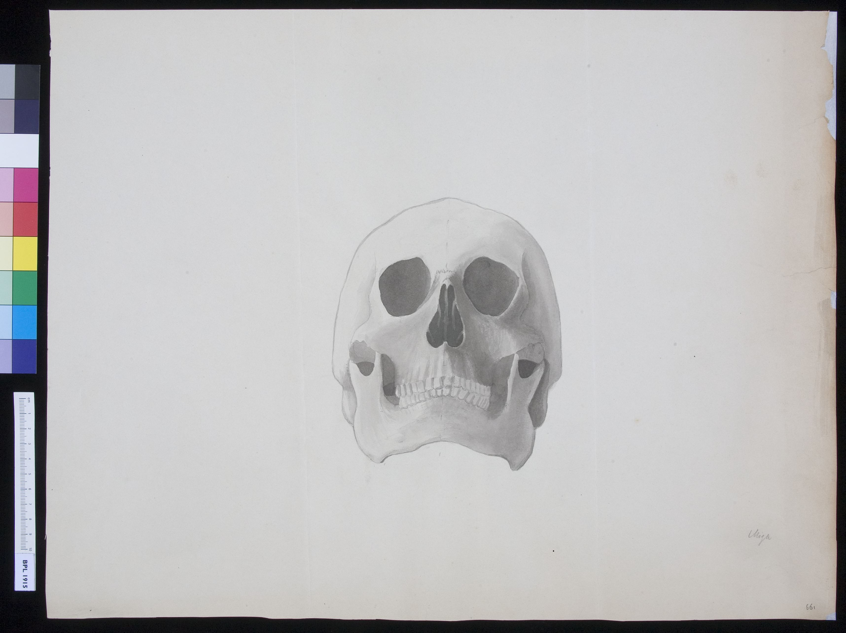 Human skull, frontal view