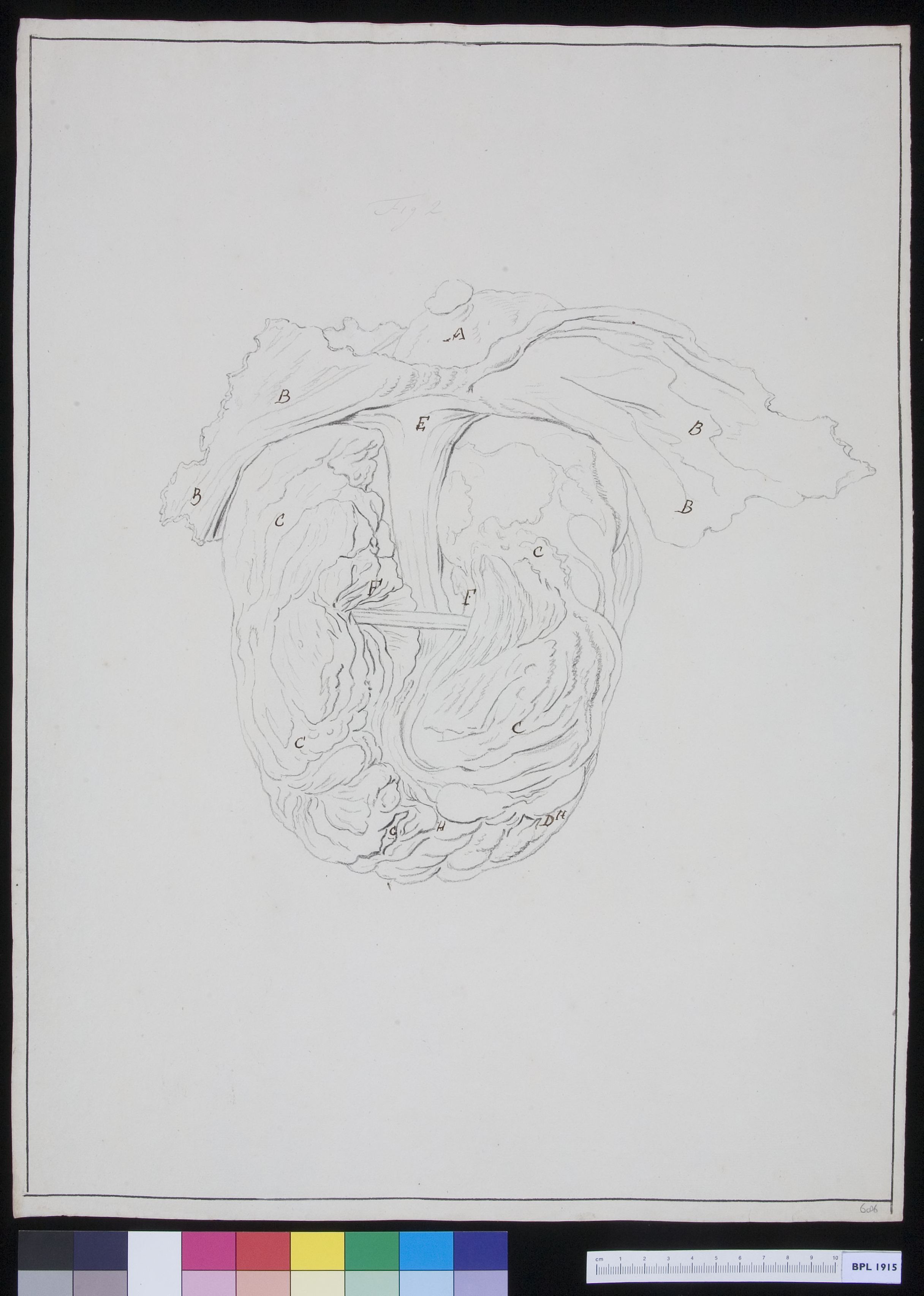 The human heart