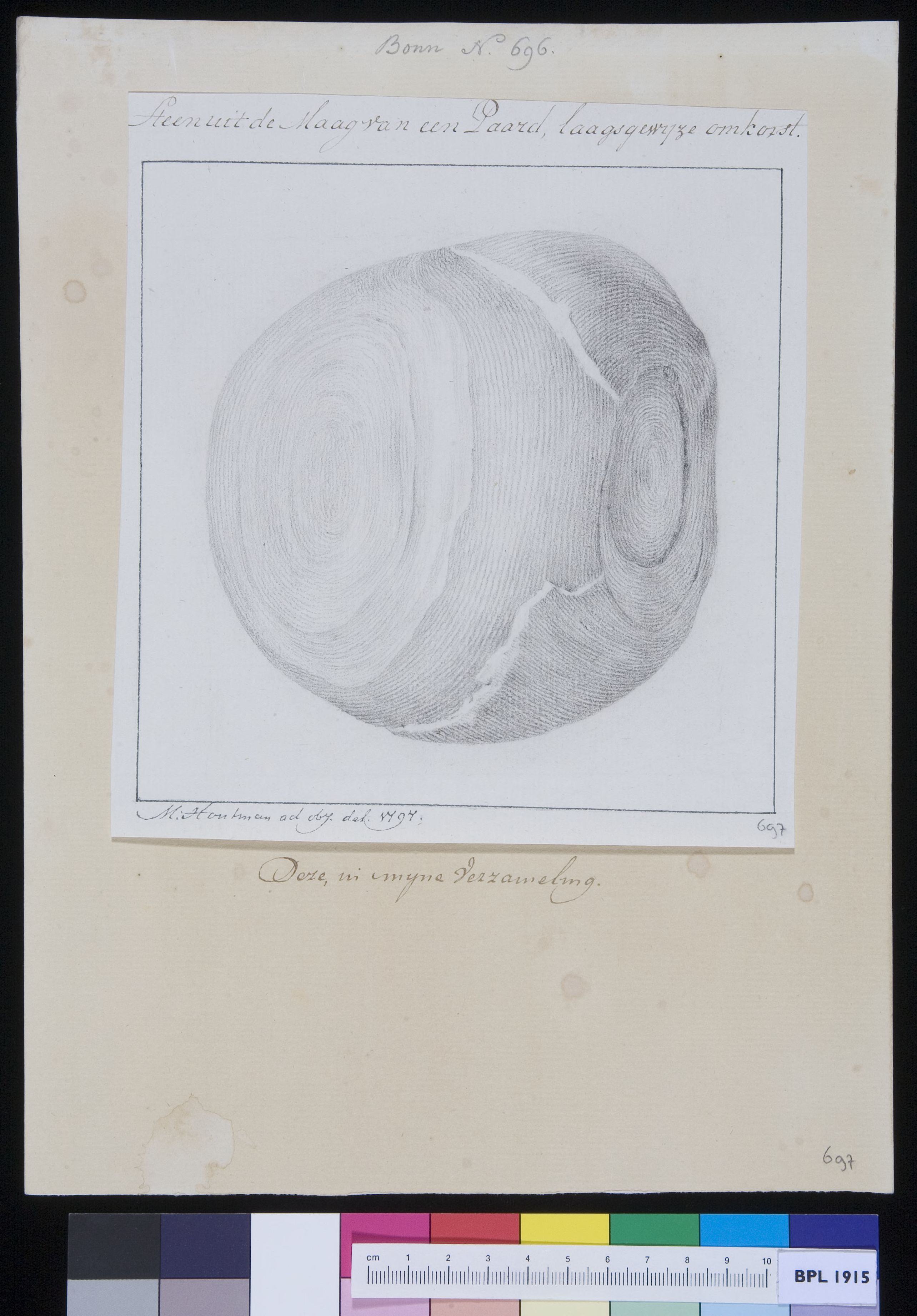 Stone from a horse's stomach
