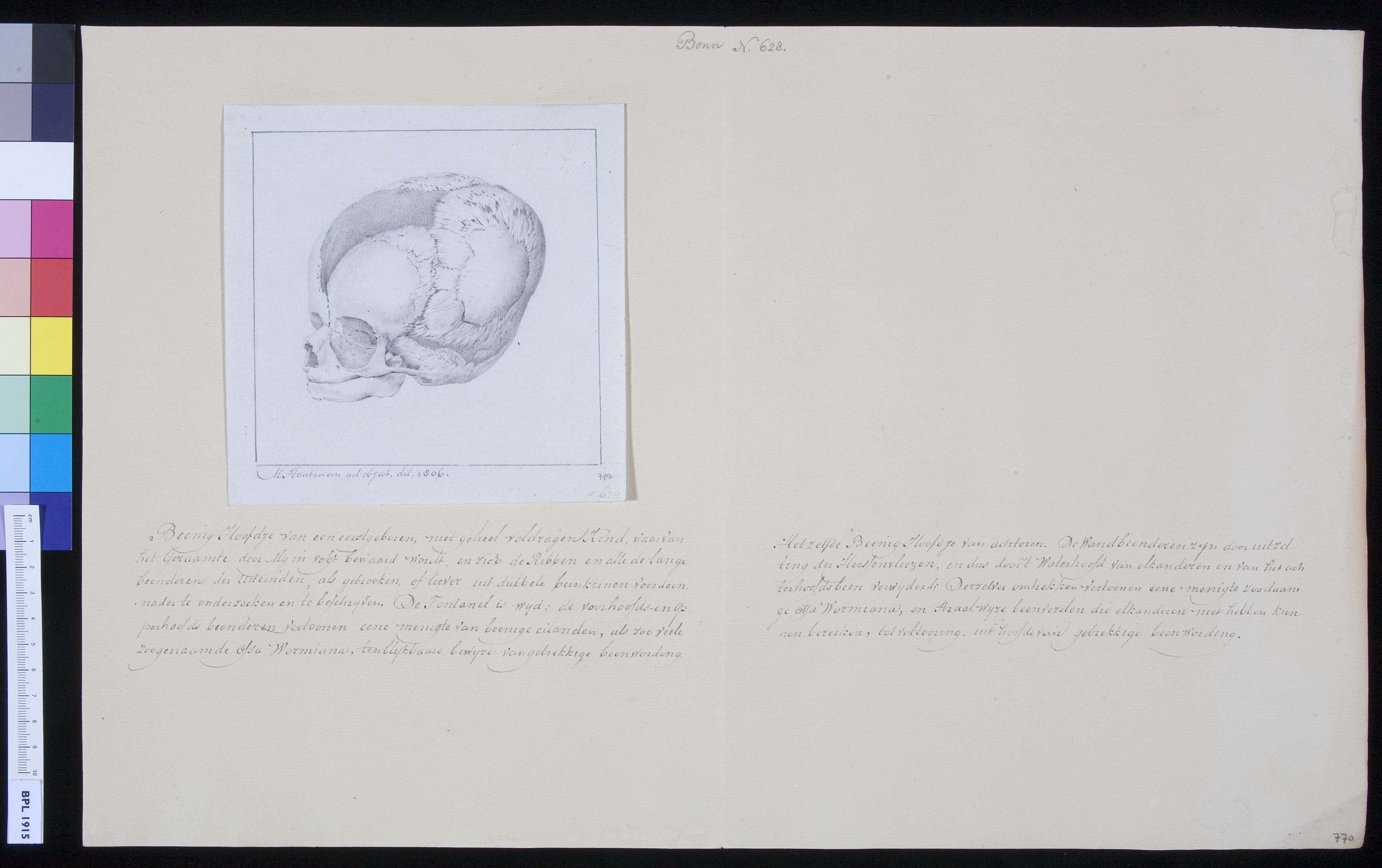 Skull of a child