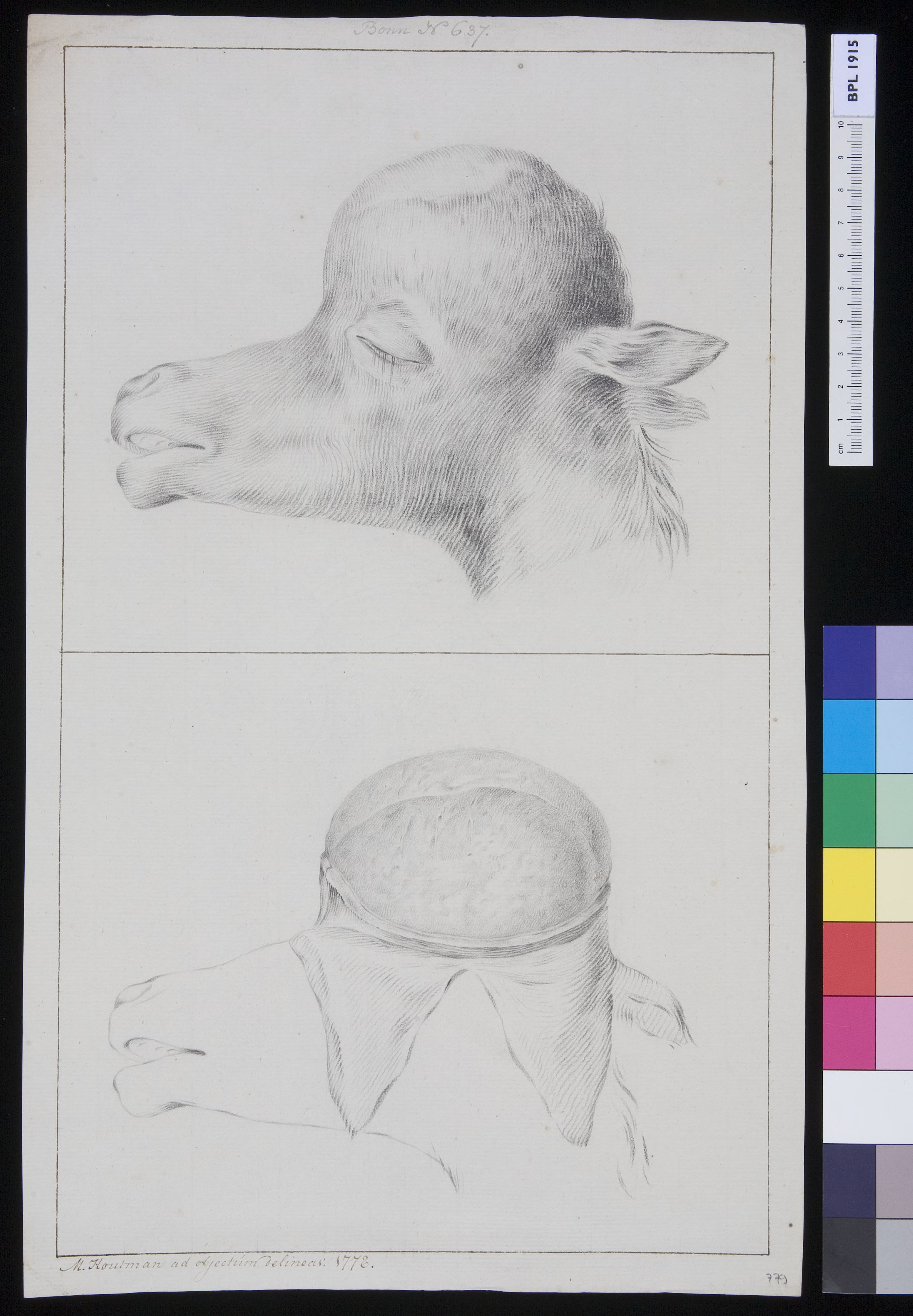 Skull of a hydrocephalic camel