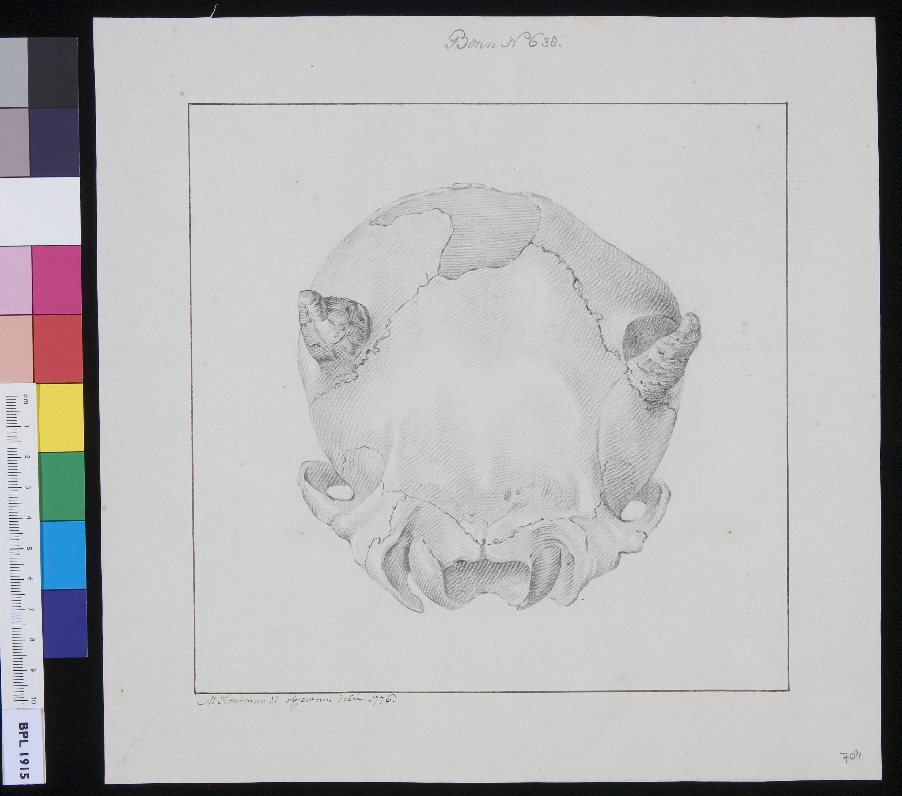 Skull of a hydrocephalic calf