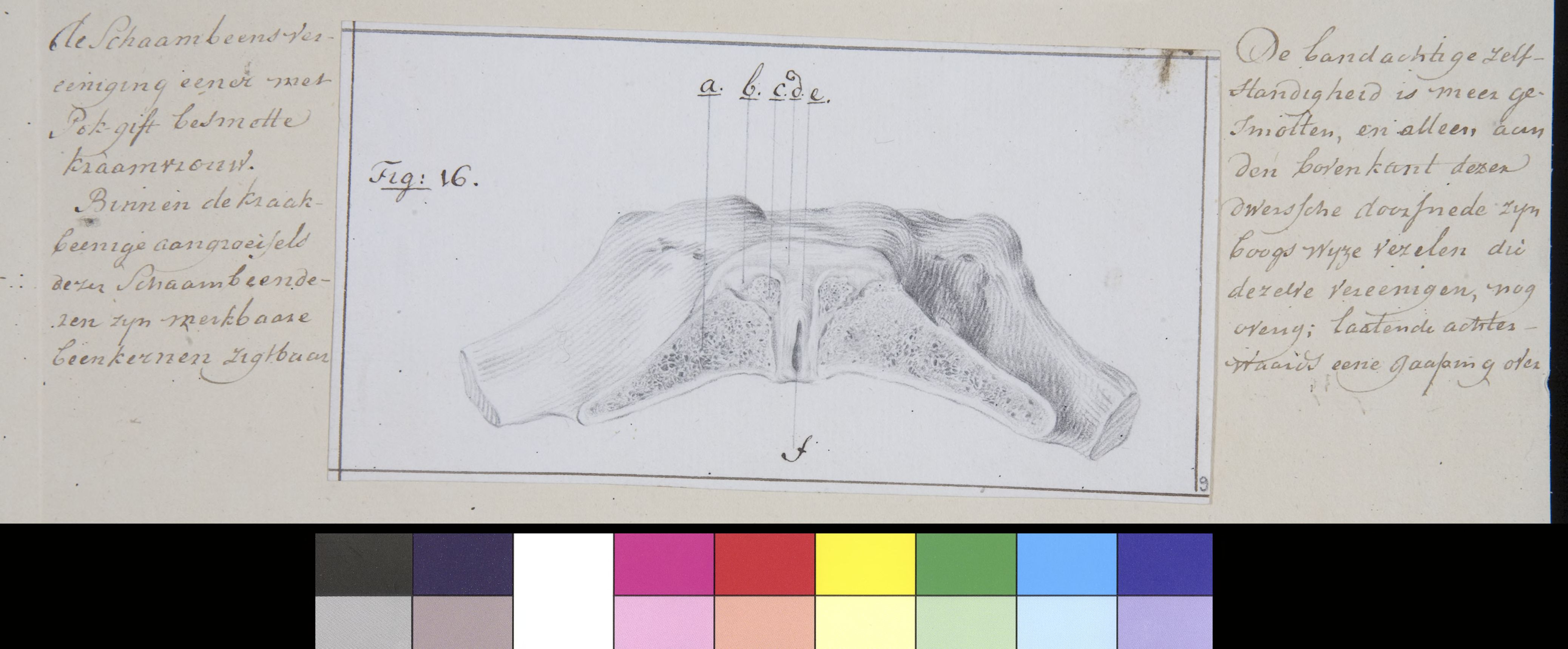 Pubis bone