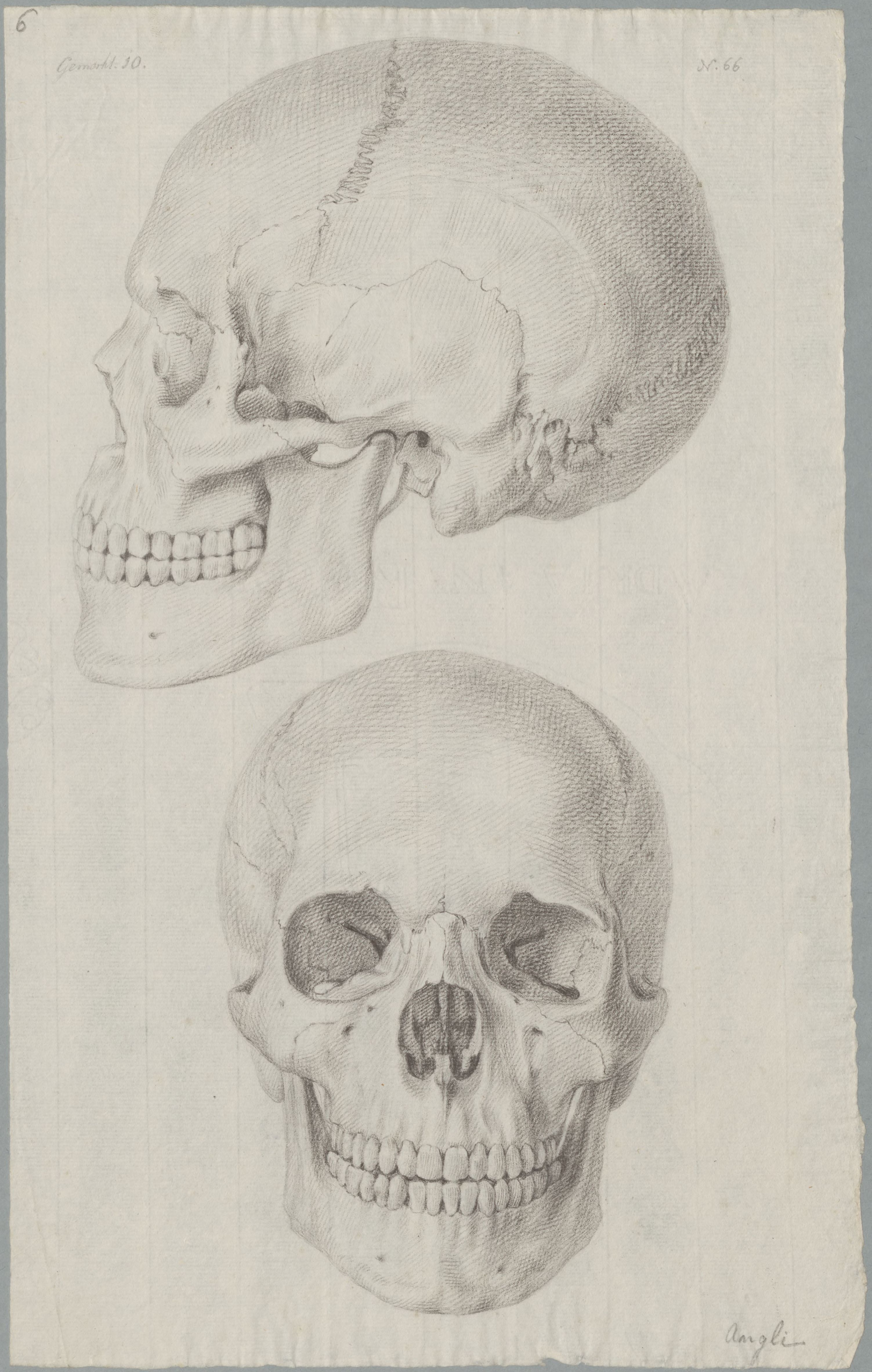 Specimens: skulls (English)